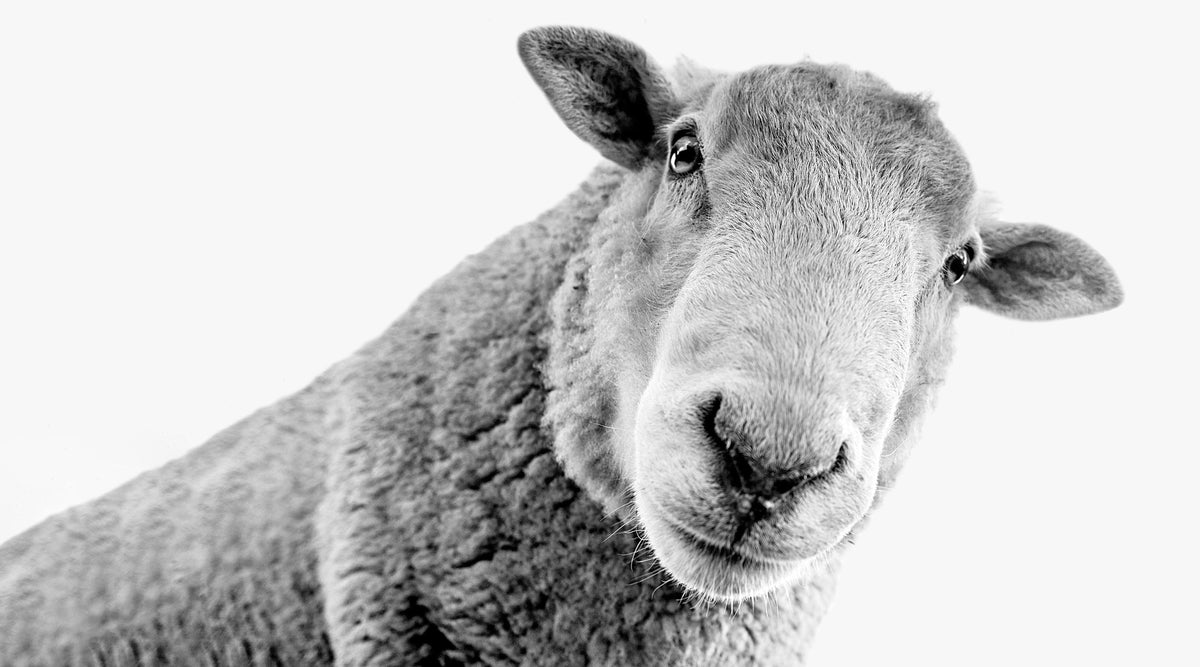 Australian merino sheep