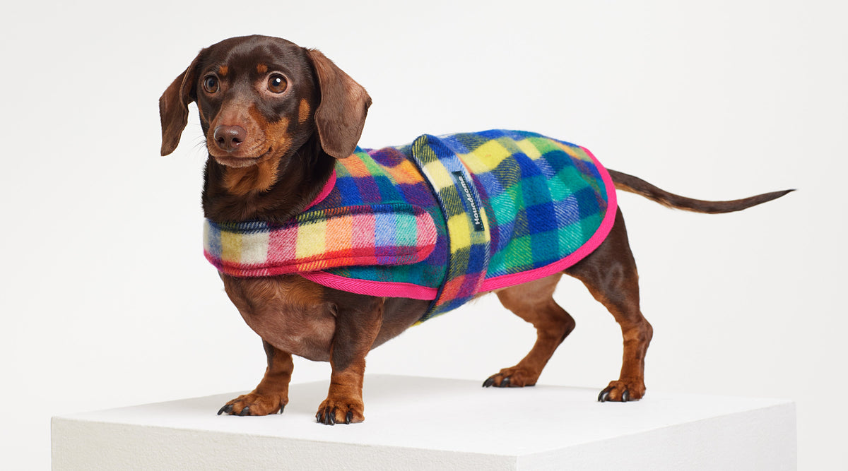 Dachshund wearing Houndsome Dog Coat Eucalypt Pink