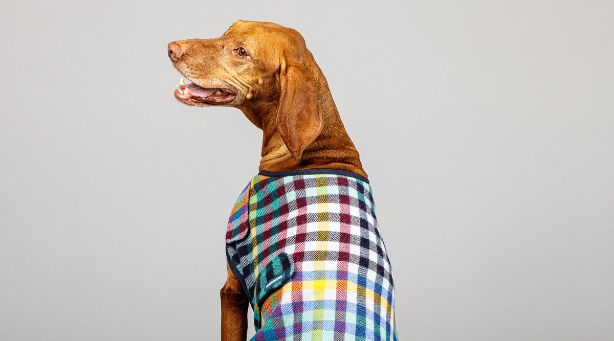dog wearing houndsome coat shown from behind
