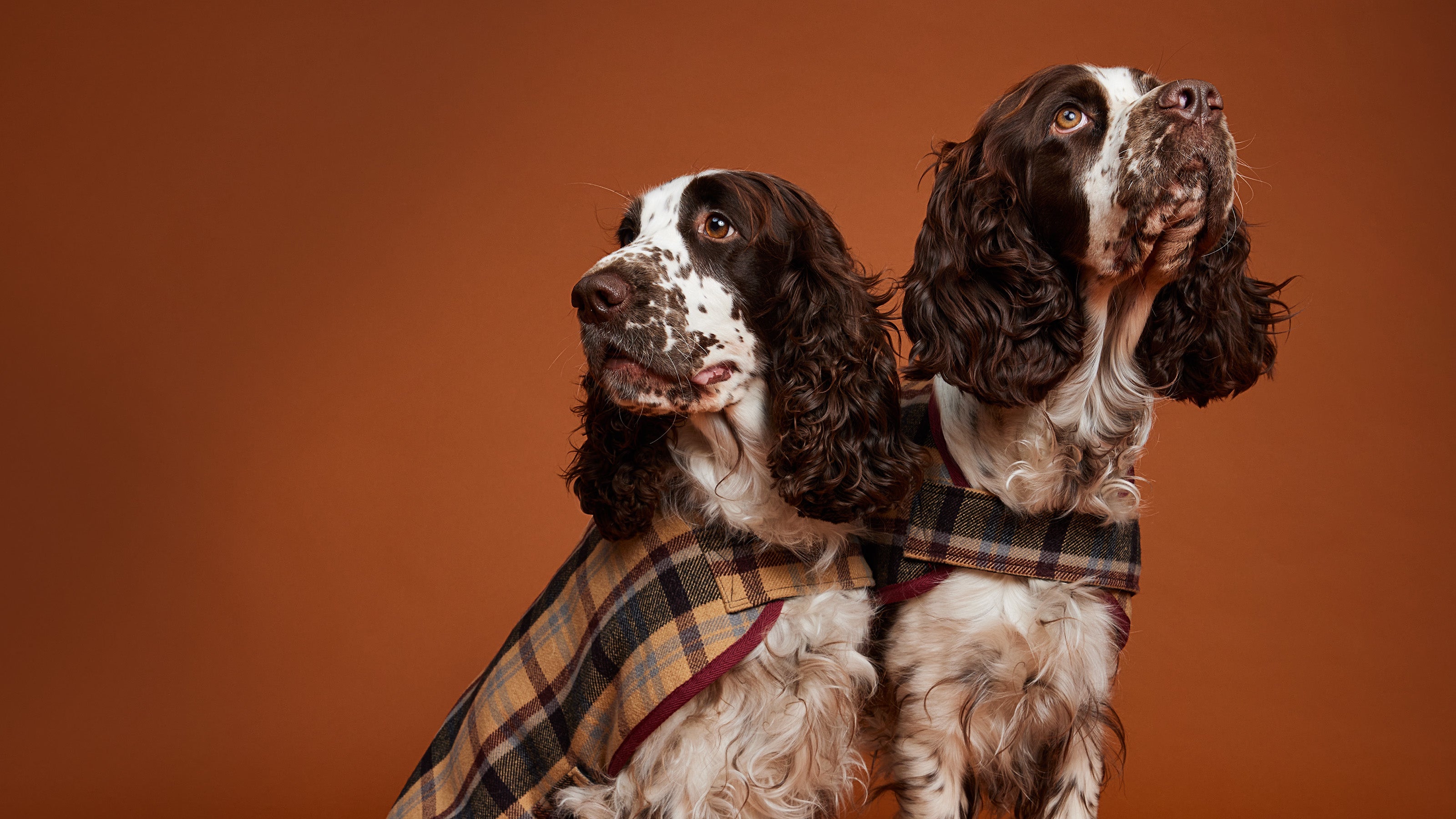 Ginger small dog in check woollen jacket