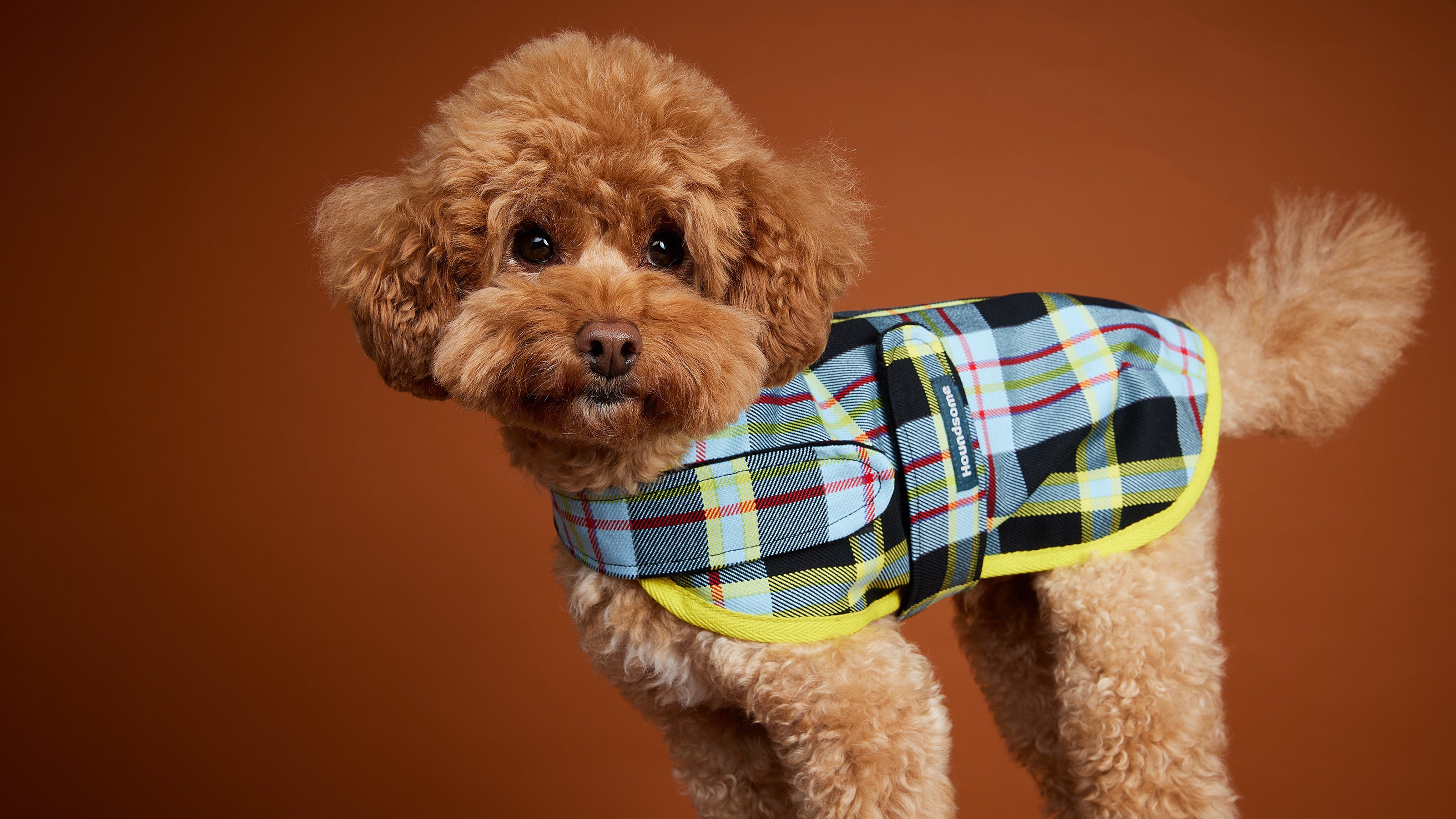 Black terrier dog in a printed denim jacket