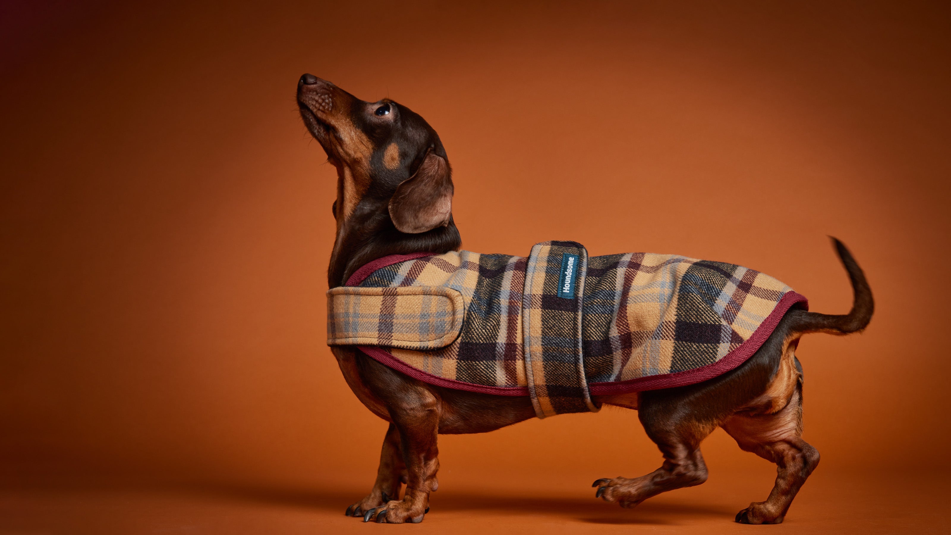 Dachshund-fits