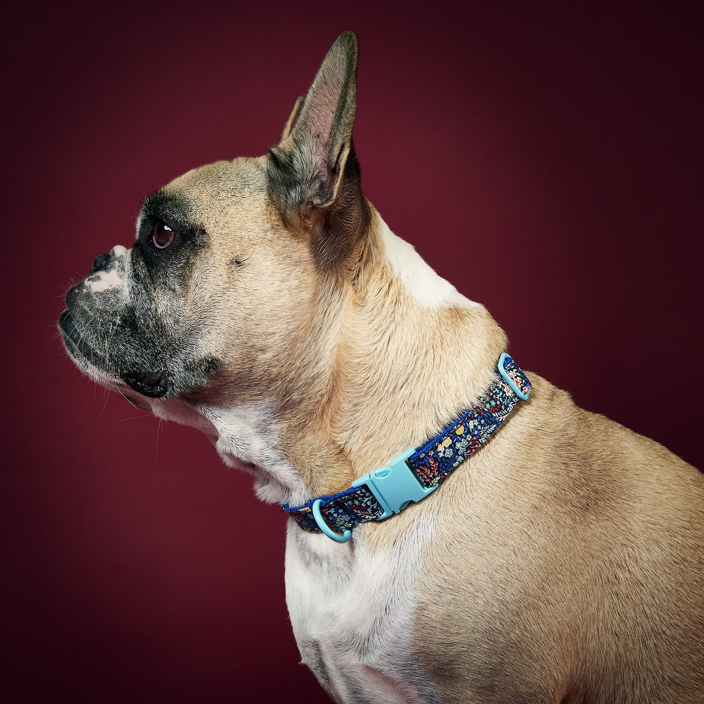 Dog Collar Birdie Liberty