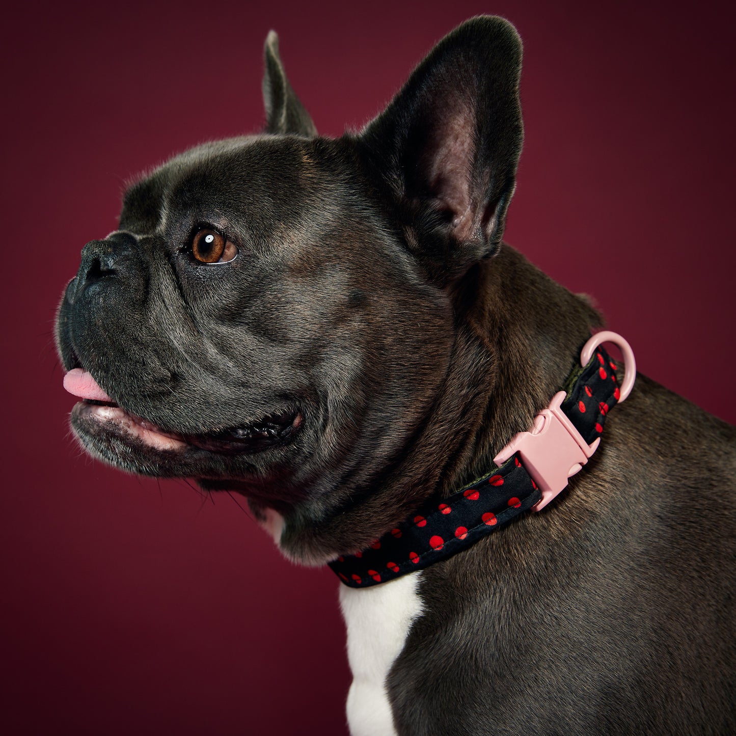 Dog Collar Birdie Spot