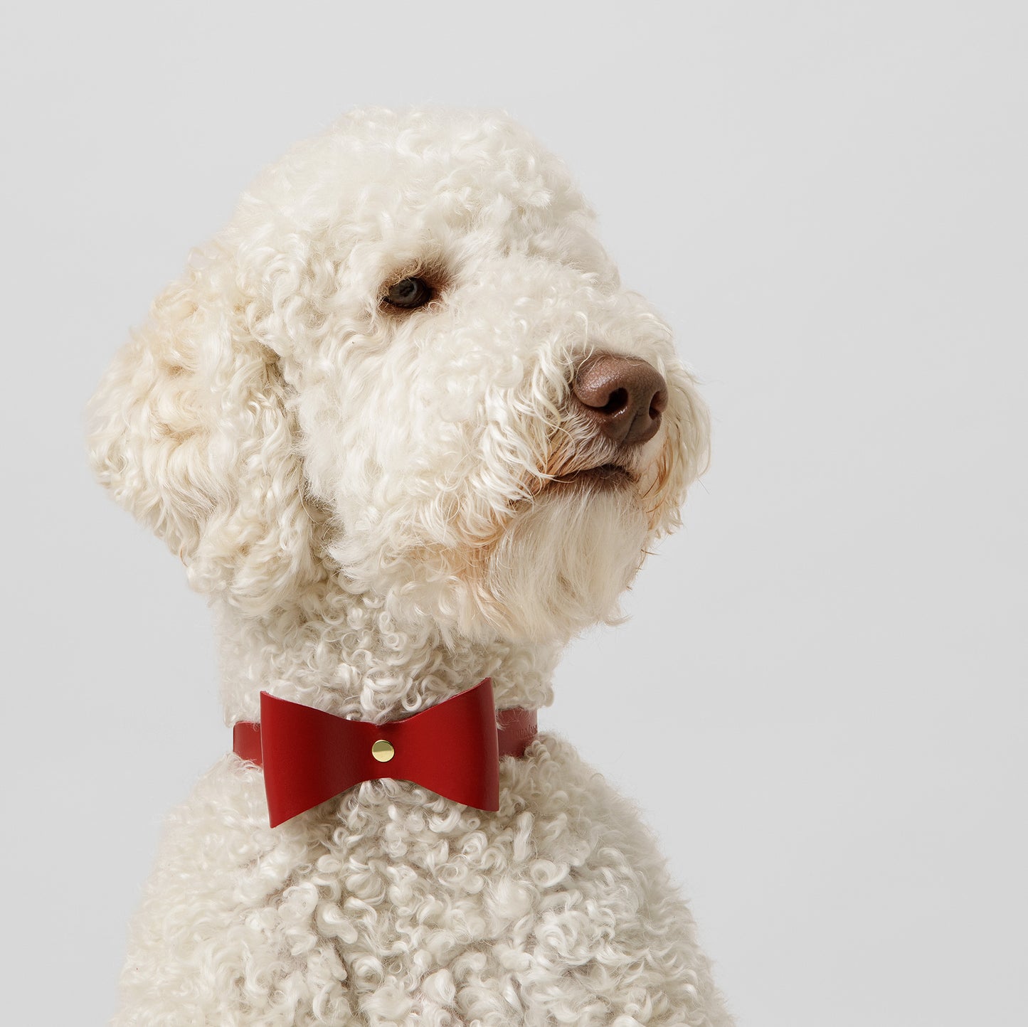 Dog Collar Brocky Bow Red