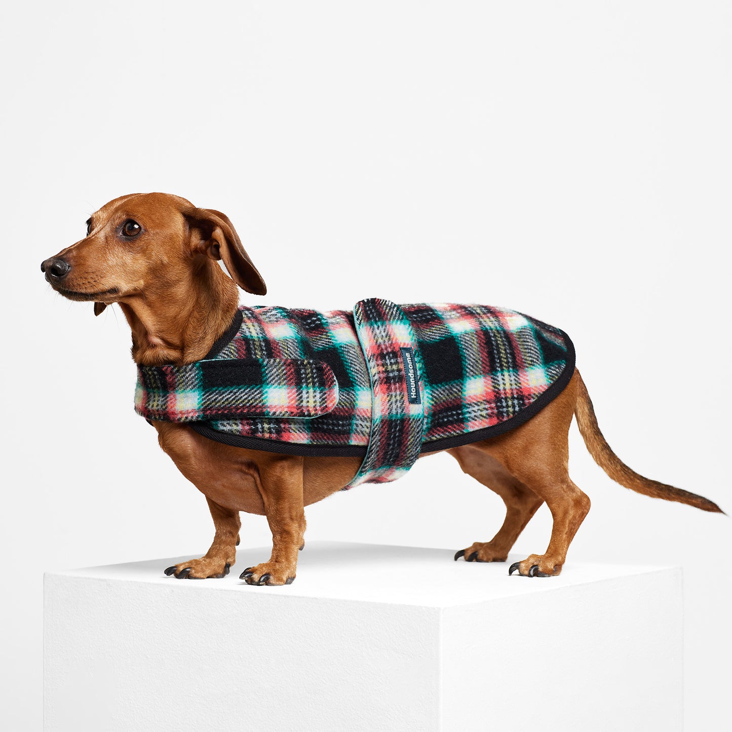 Dachshund Dog Coat Black Cockatoo Teal