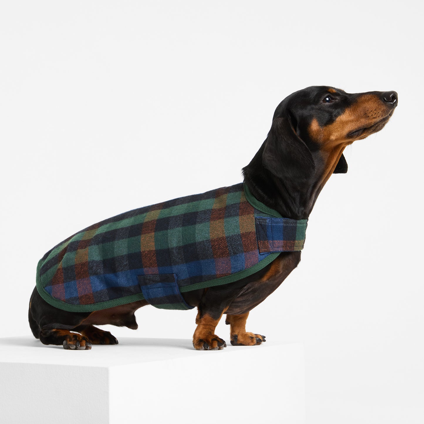 Dachshund Dog Coat Hinterland