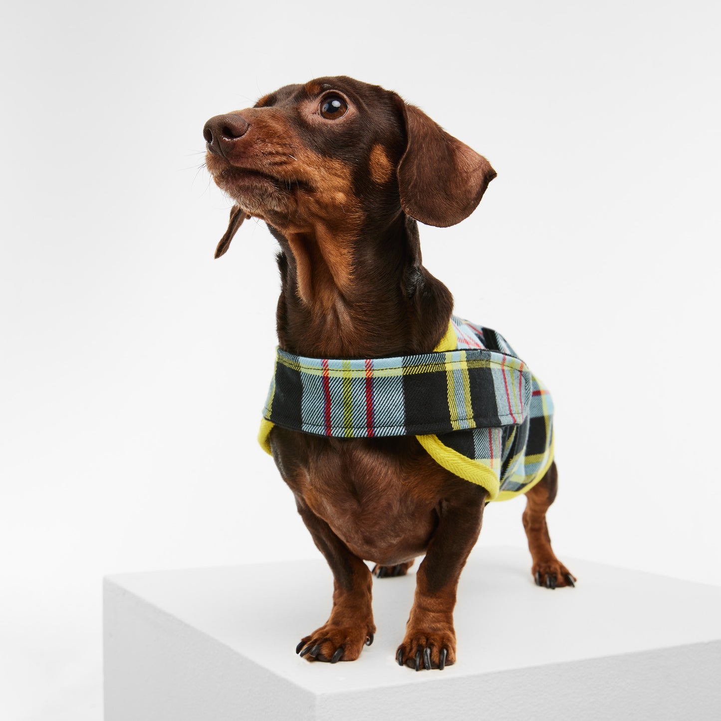 Dachshund Dog Jacket Tartan Blue