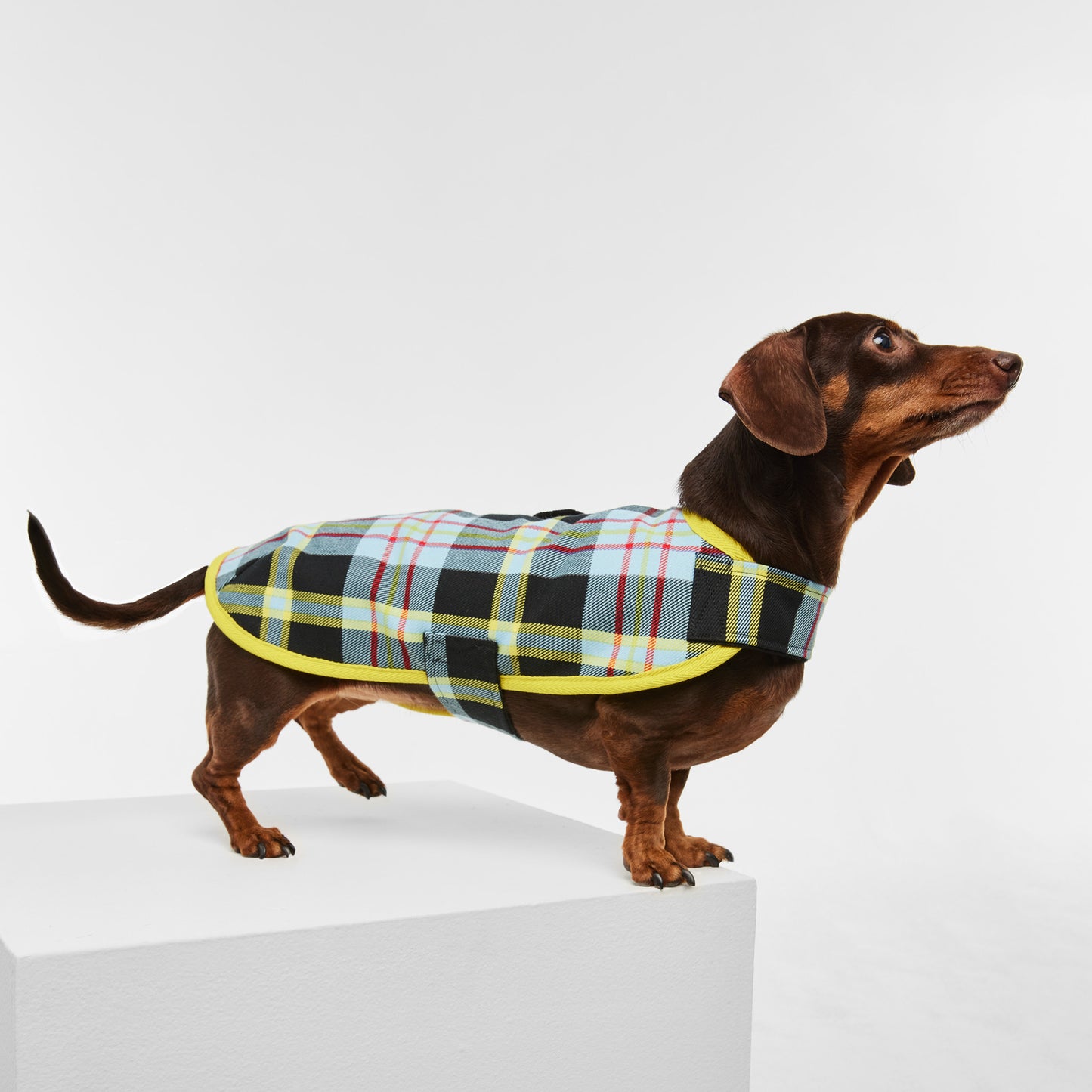 Dachshund Dog Jacket Tartan Blue