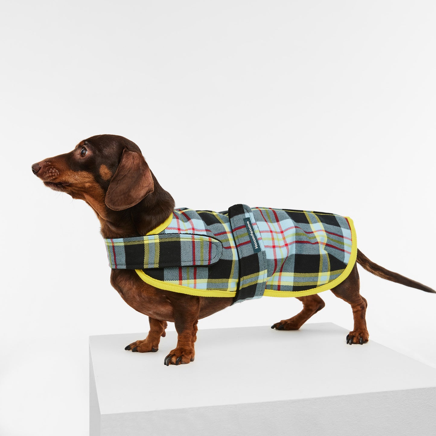 Dachshund Dog Jacket Tartan Blue