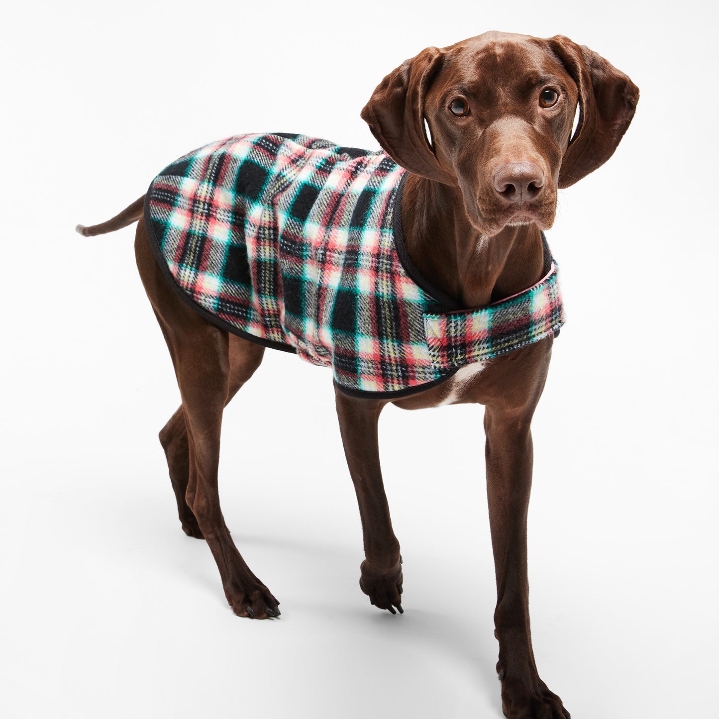 Dog Coat Black Cockatoo Coral