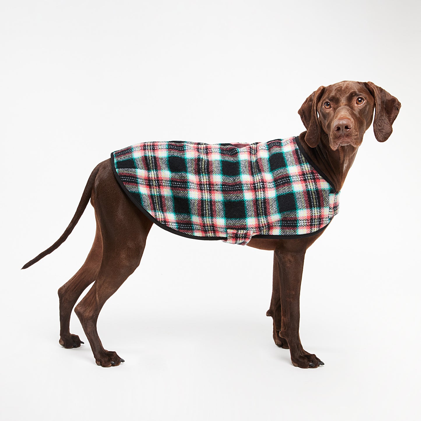 Dog Coat Black Cockatoo Coral