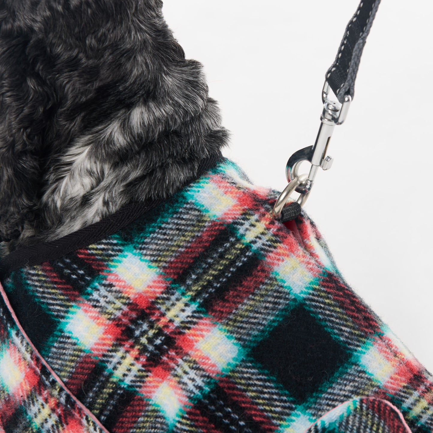 Dachshund Dog Coat Black Cockatoo Coral
