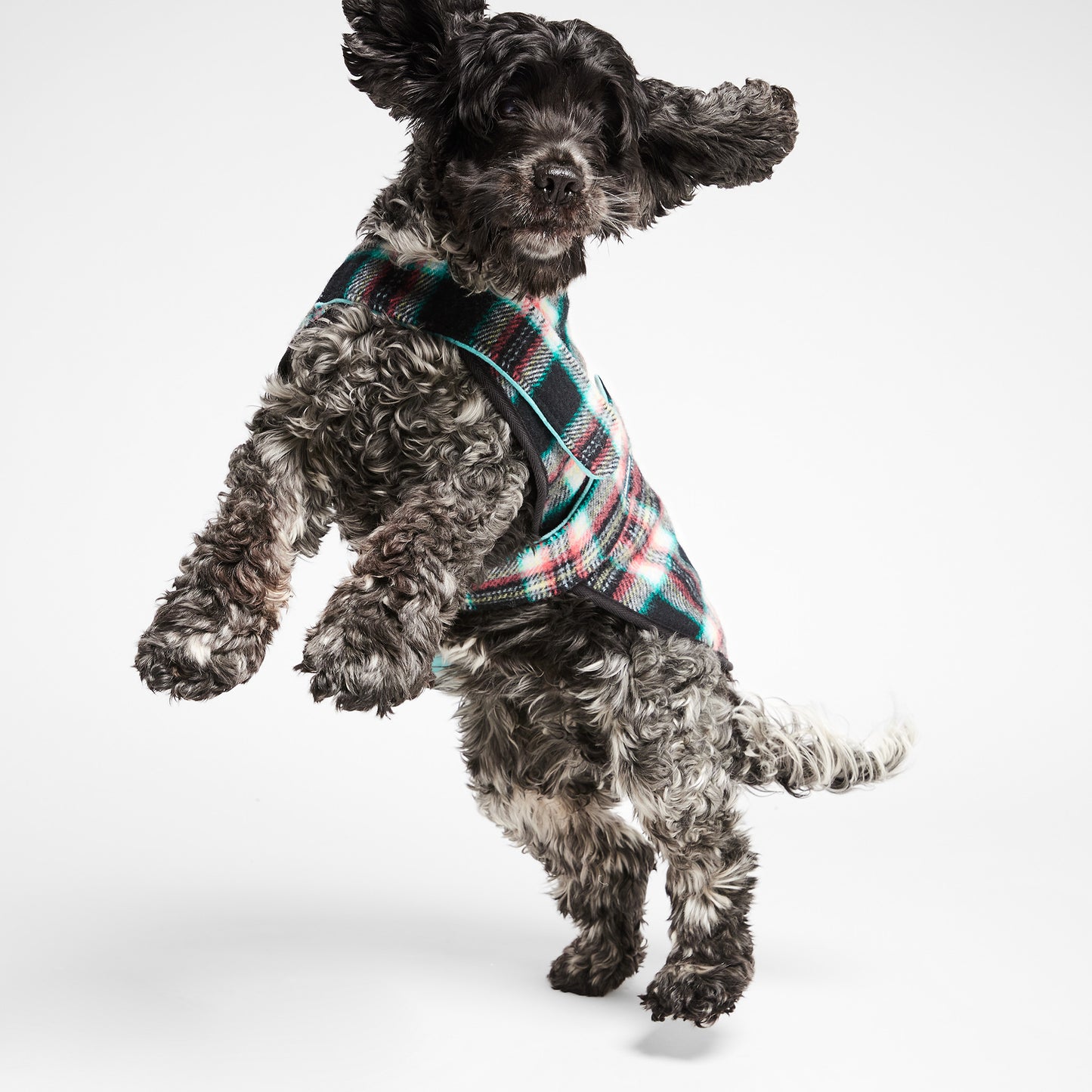 Dog Coat Black Cockatoo Teal