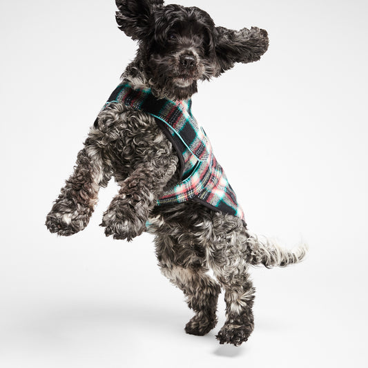 Dog Coat Black Cockatoo Teal