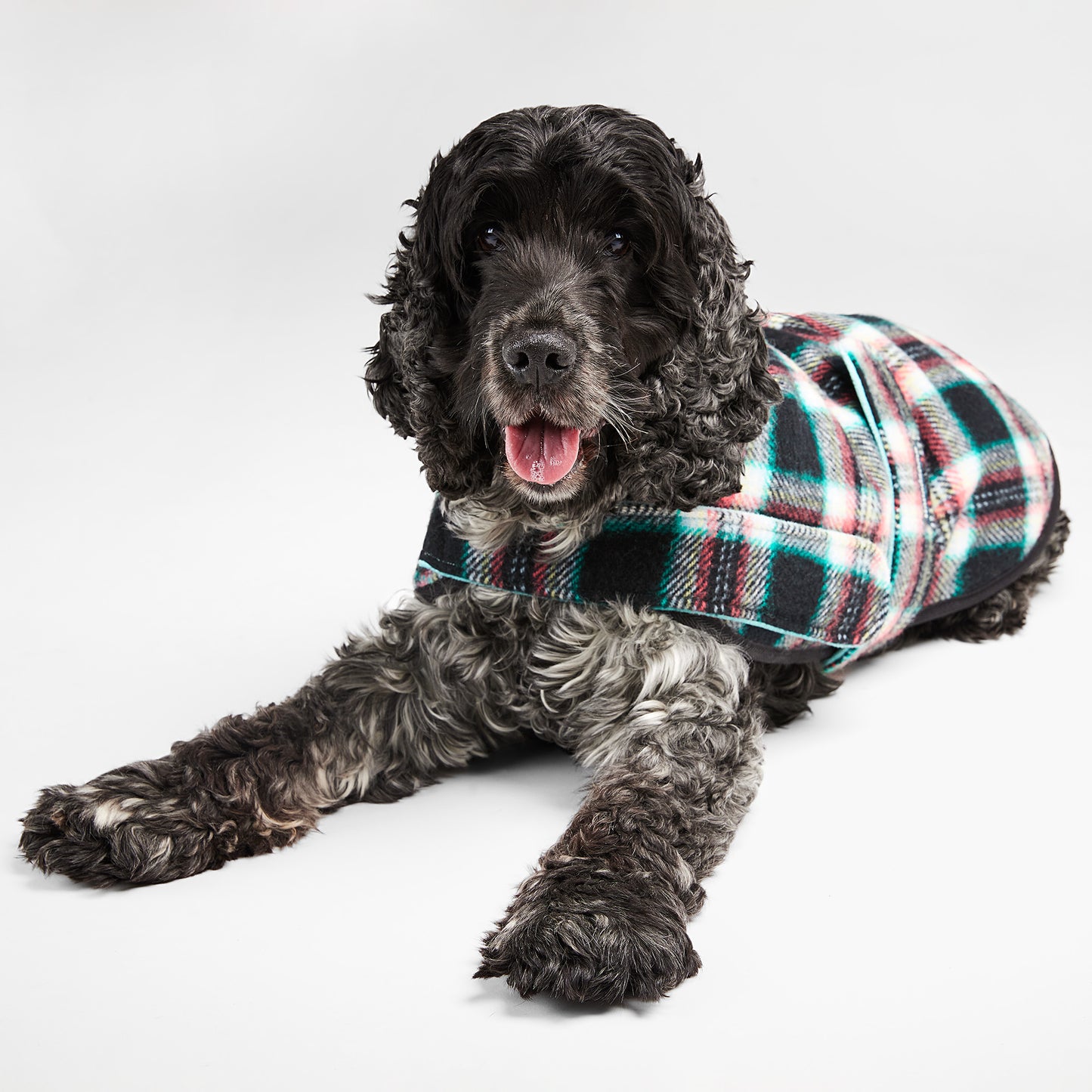 Dog Coat Black Cockatoo Teal