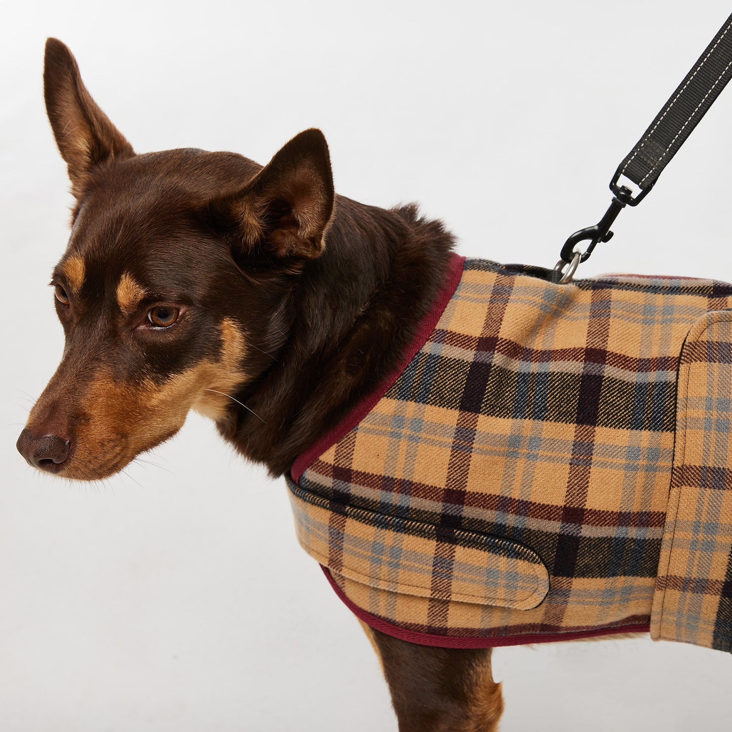 Dog Coat Highland Plaid