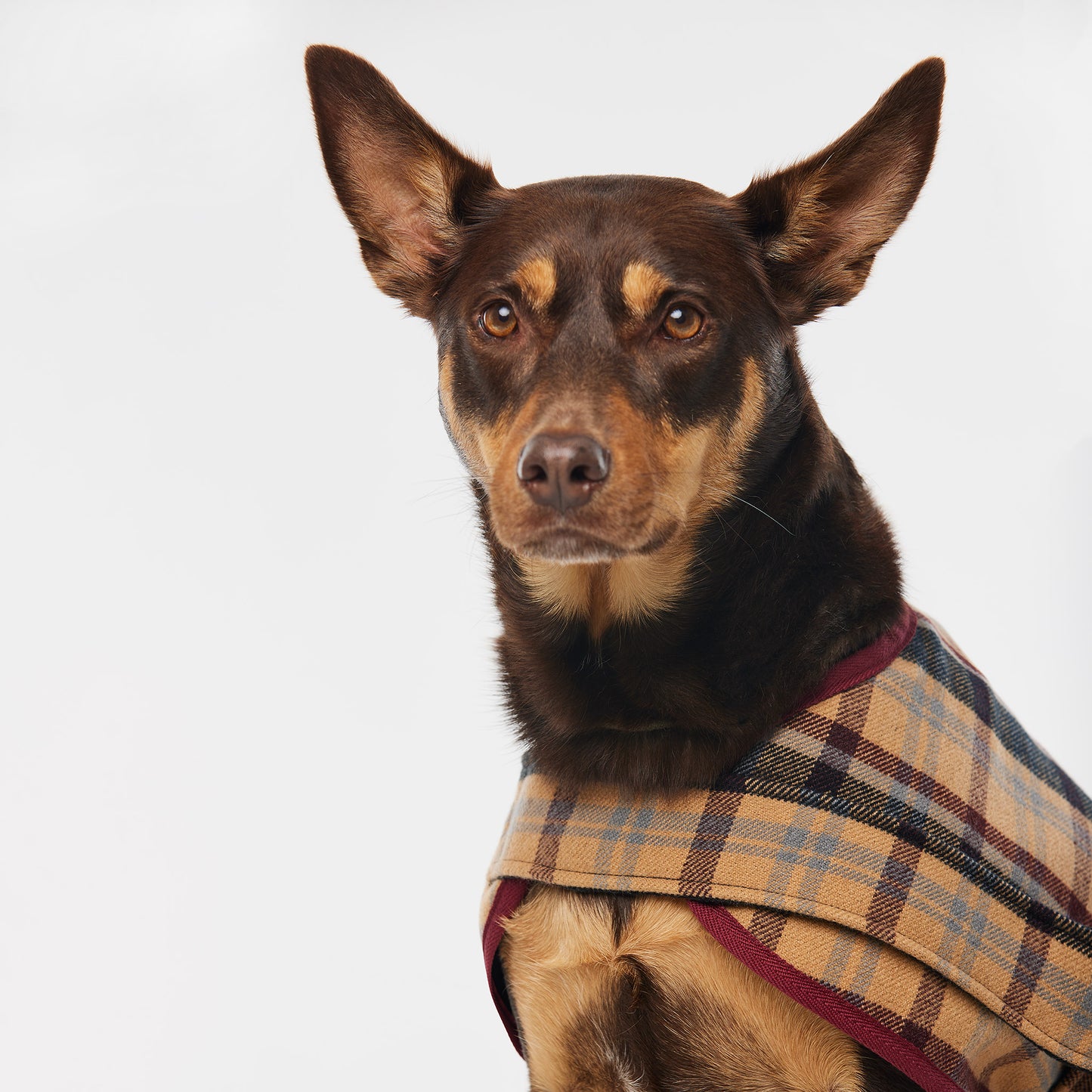 Dog Coat Highland Plaid
