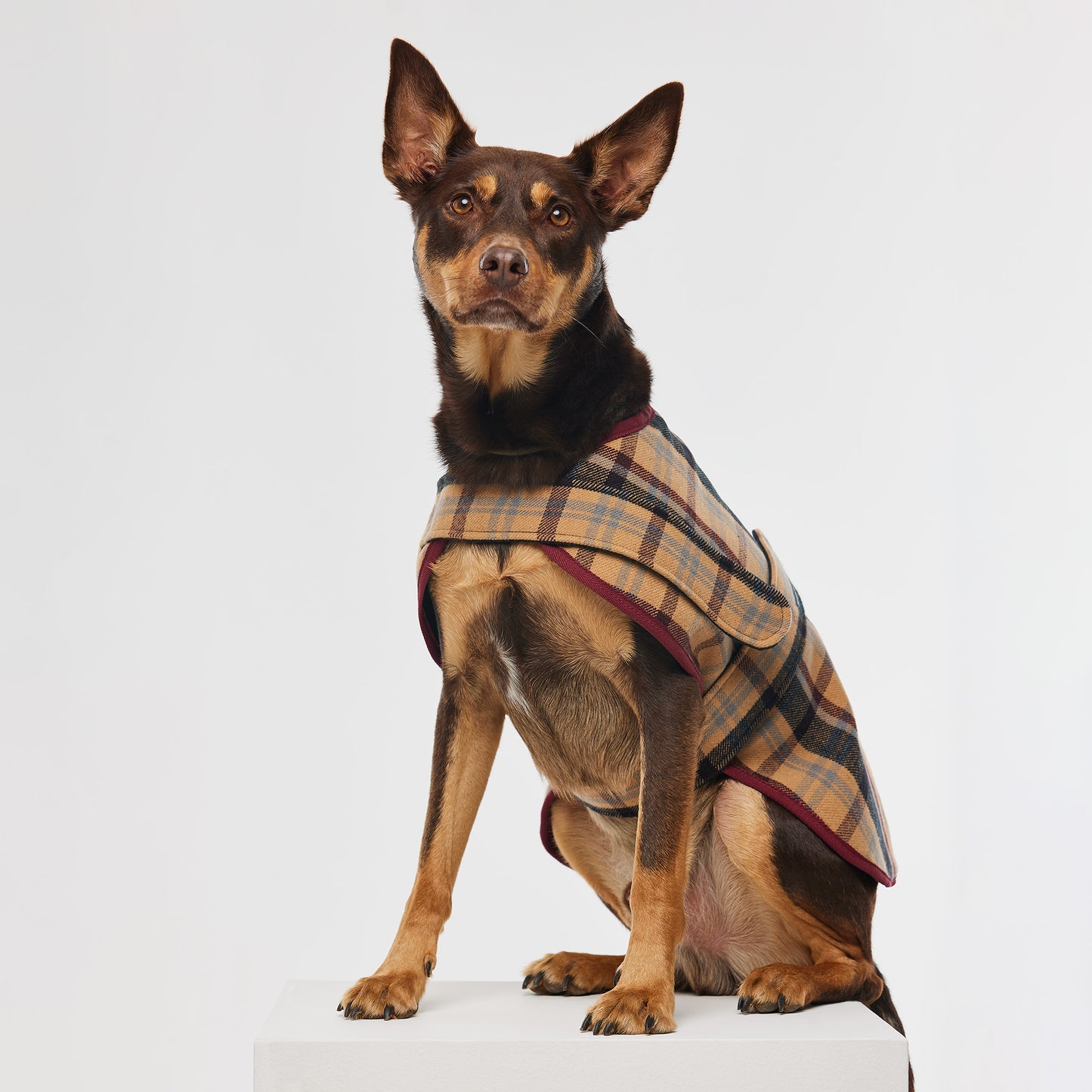 Dog Coat Highland Plaid