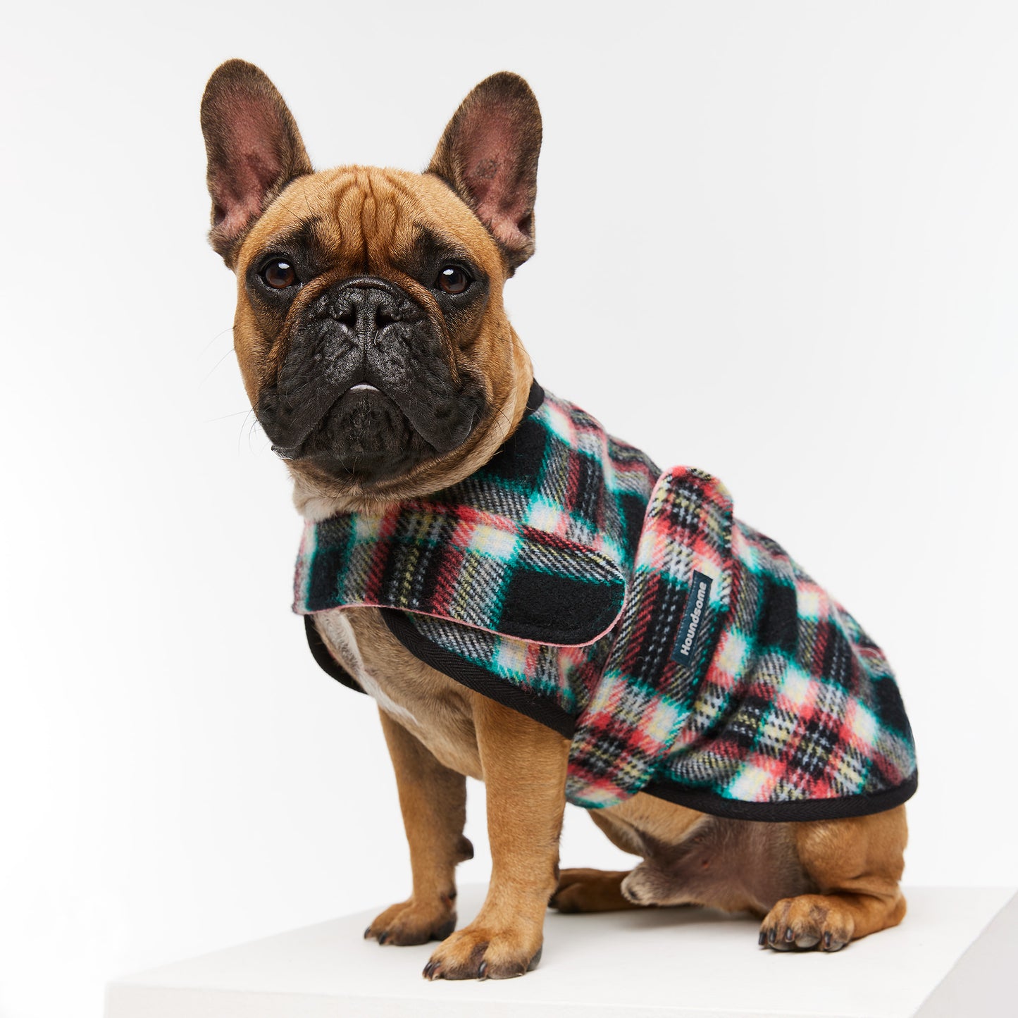French Bulldog Coat Black Cockatoo Coral