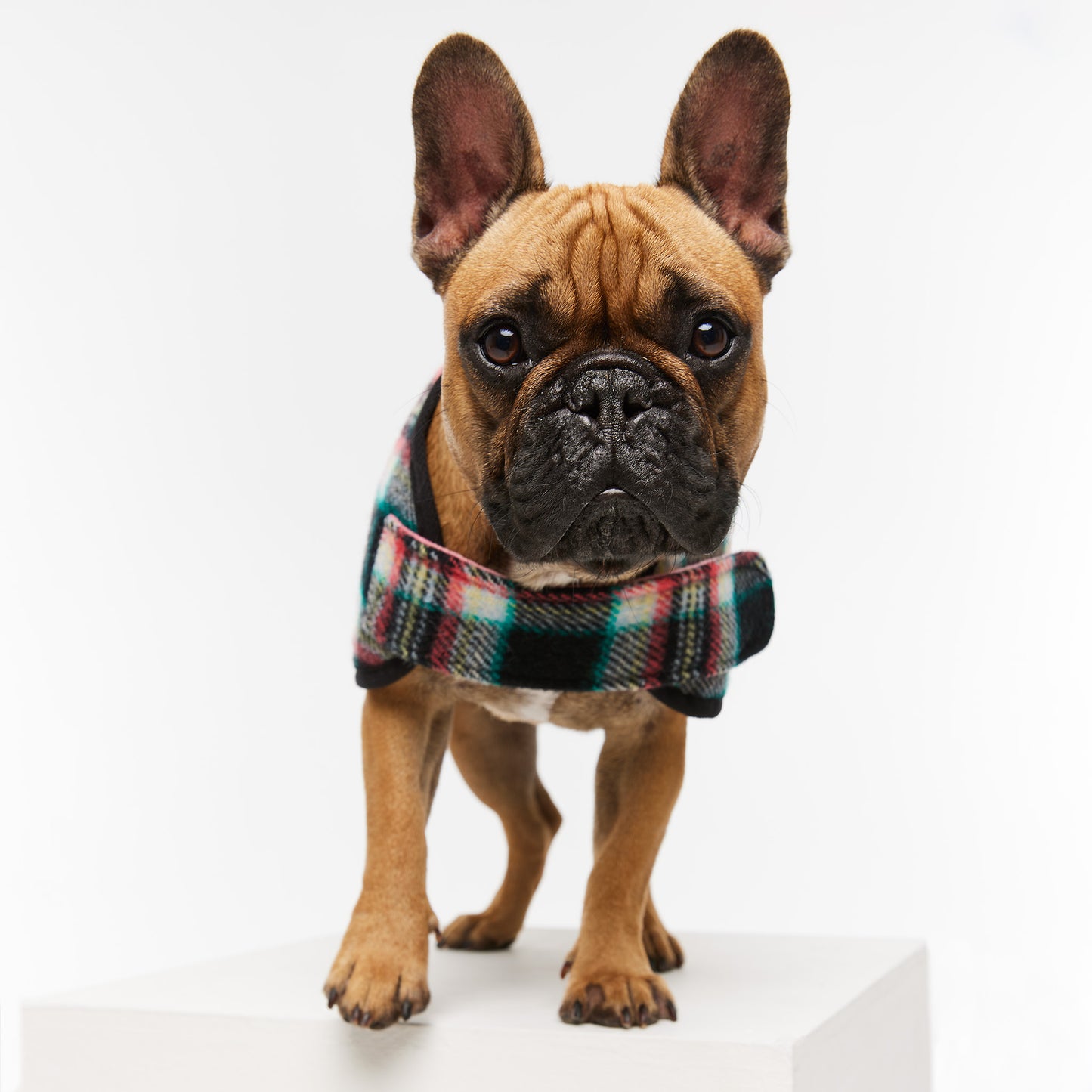 French Bulldog Coat Black Cockatoo Coral