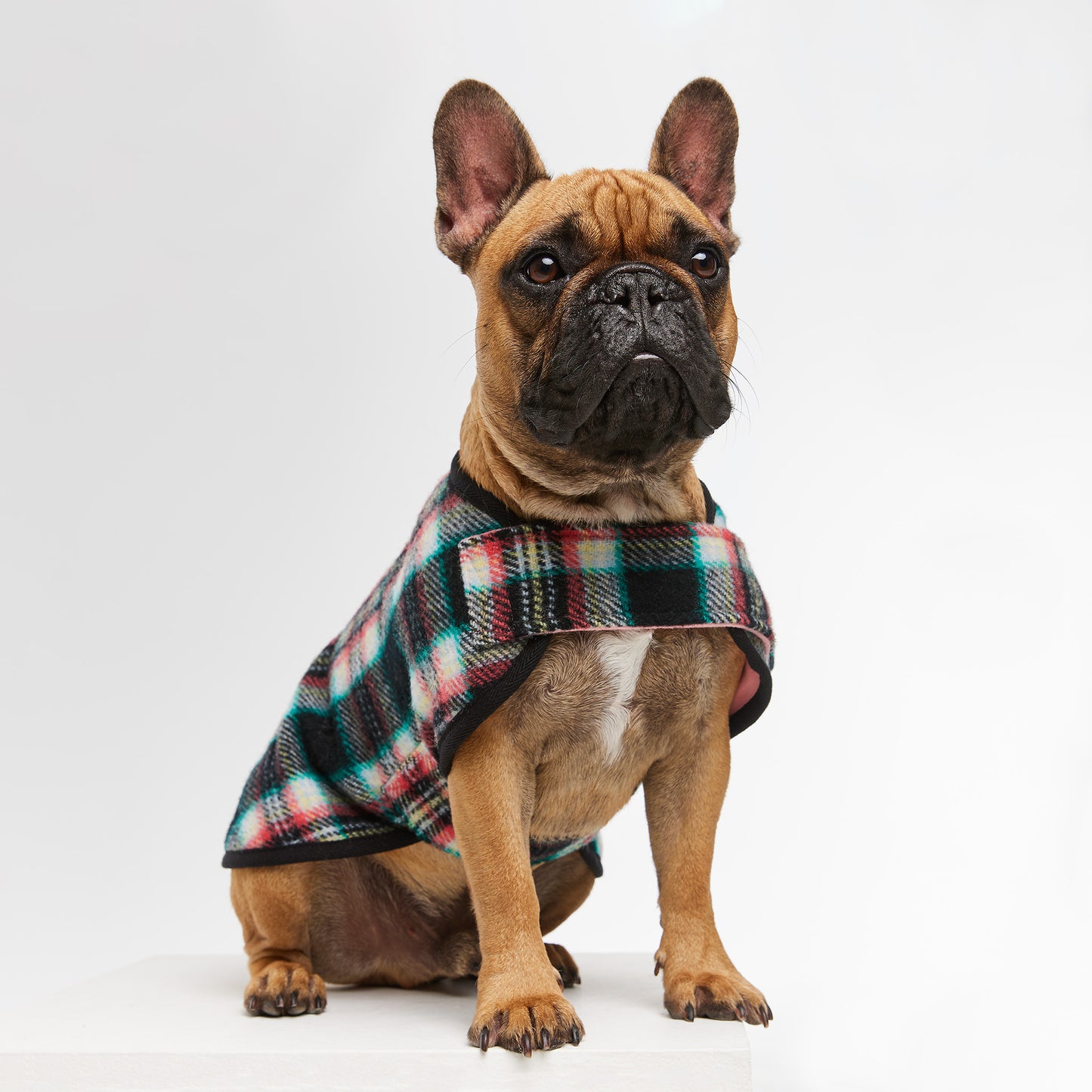 French Bulldog Coat Black Cockatoo Coral
