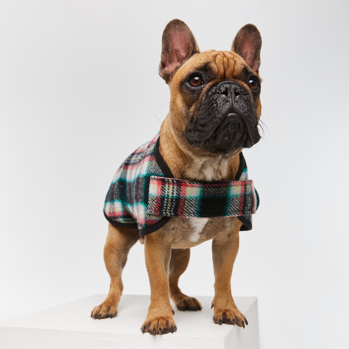 French Bulldog Coat Black Cockatoo Coral