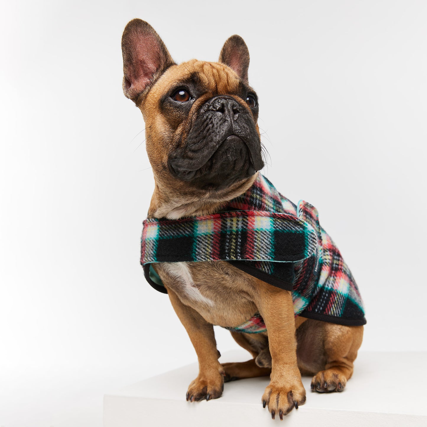French Bulldog Coat Black Cockatoo Teal