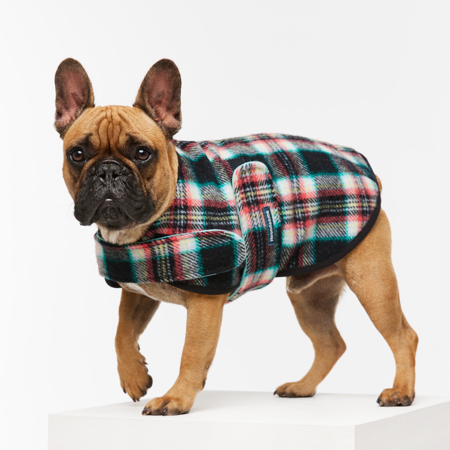 French Bulldog Coat Black Cockatoo Teal