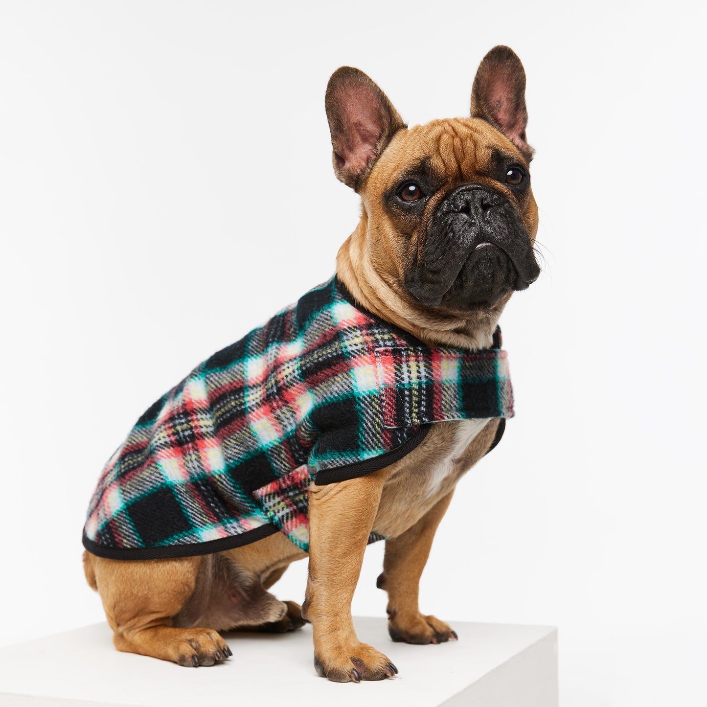 French Bulldog Coat Black Cockatoo Teal