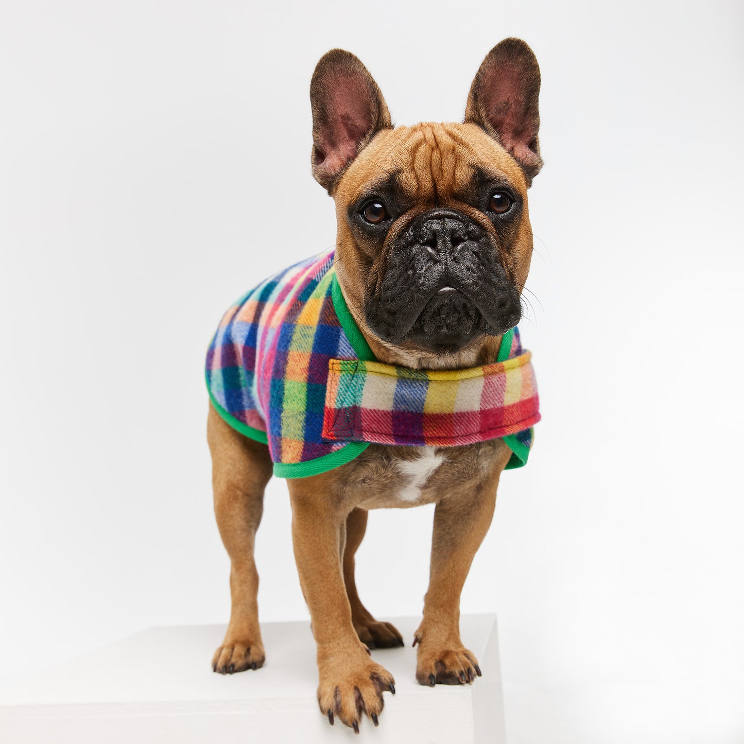 French Bulldog Coat Grevillea Green
