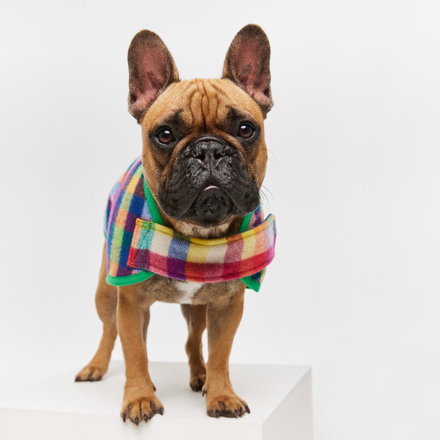 French Bulldog Coat Grevillea Green