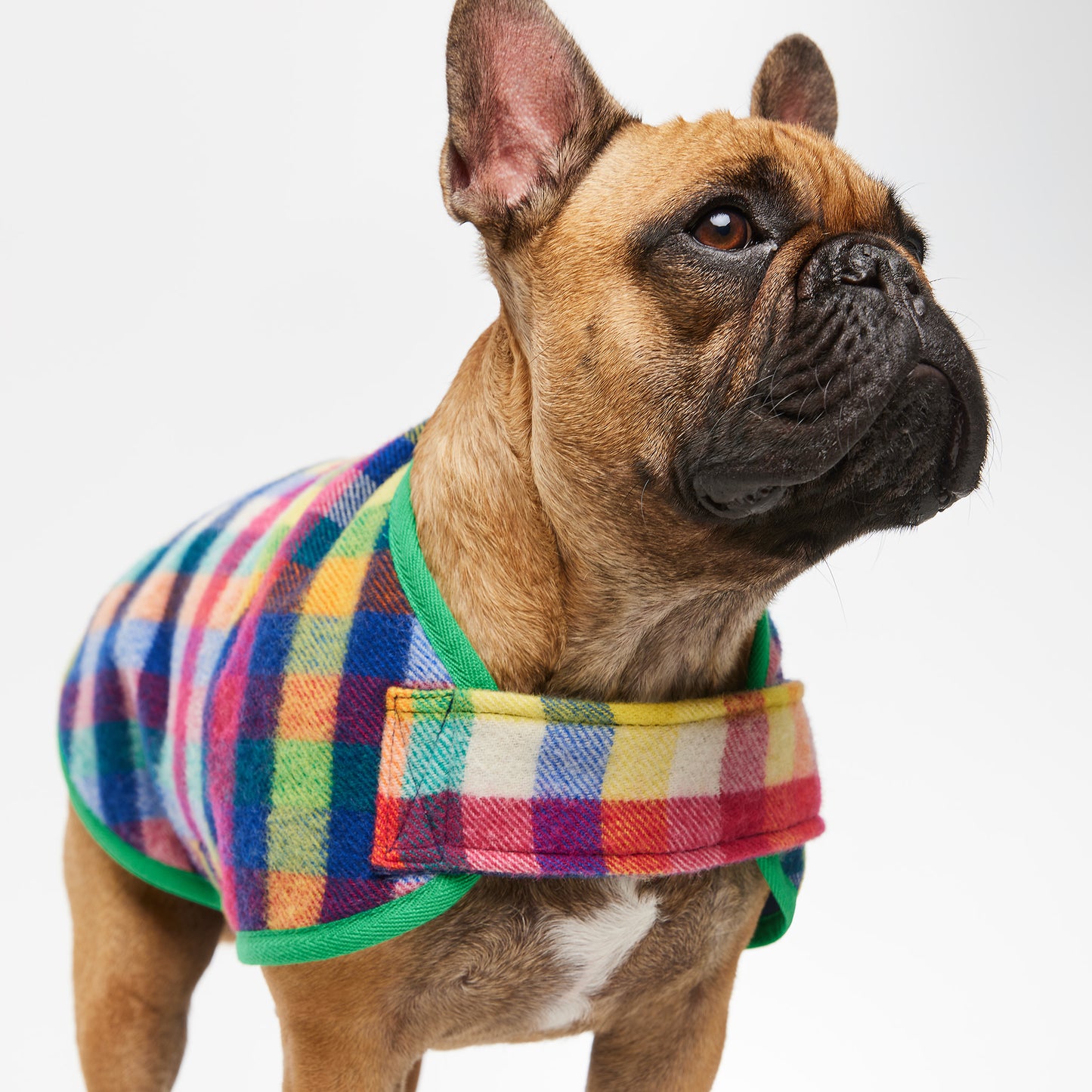 French Bulldog Coat Grevillea Green