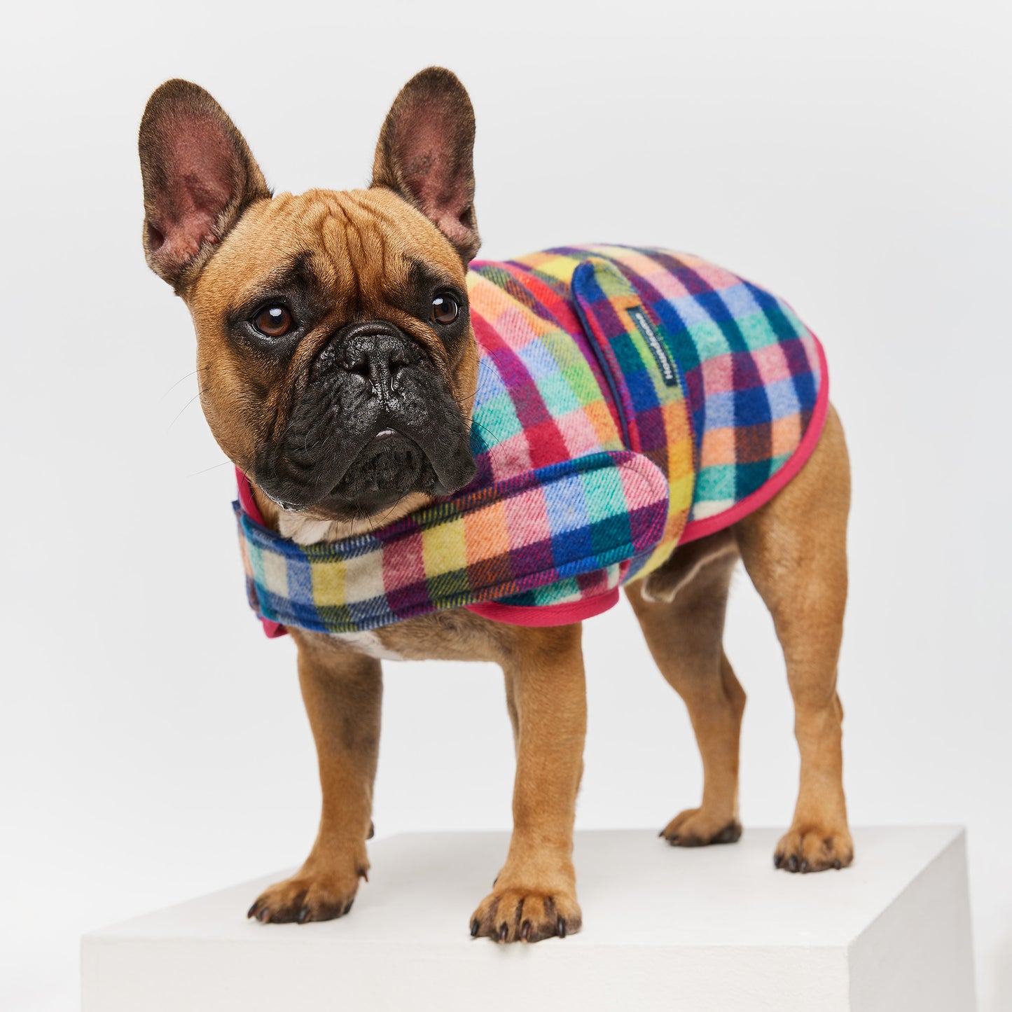 French Bulldog Coat Grevillea Pink