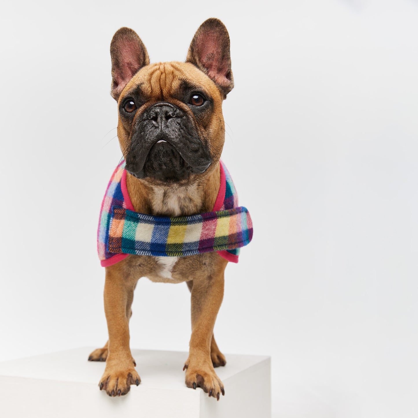 French Bulldog Coat Grevillea Pink