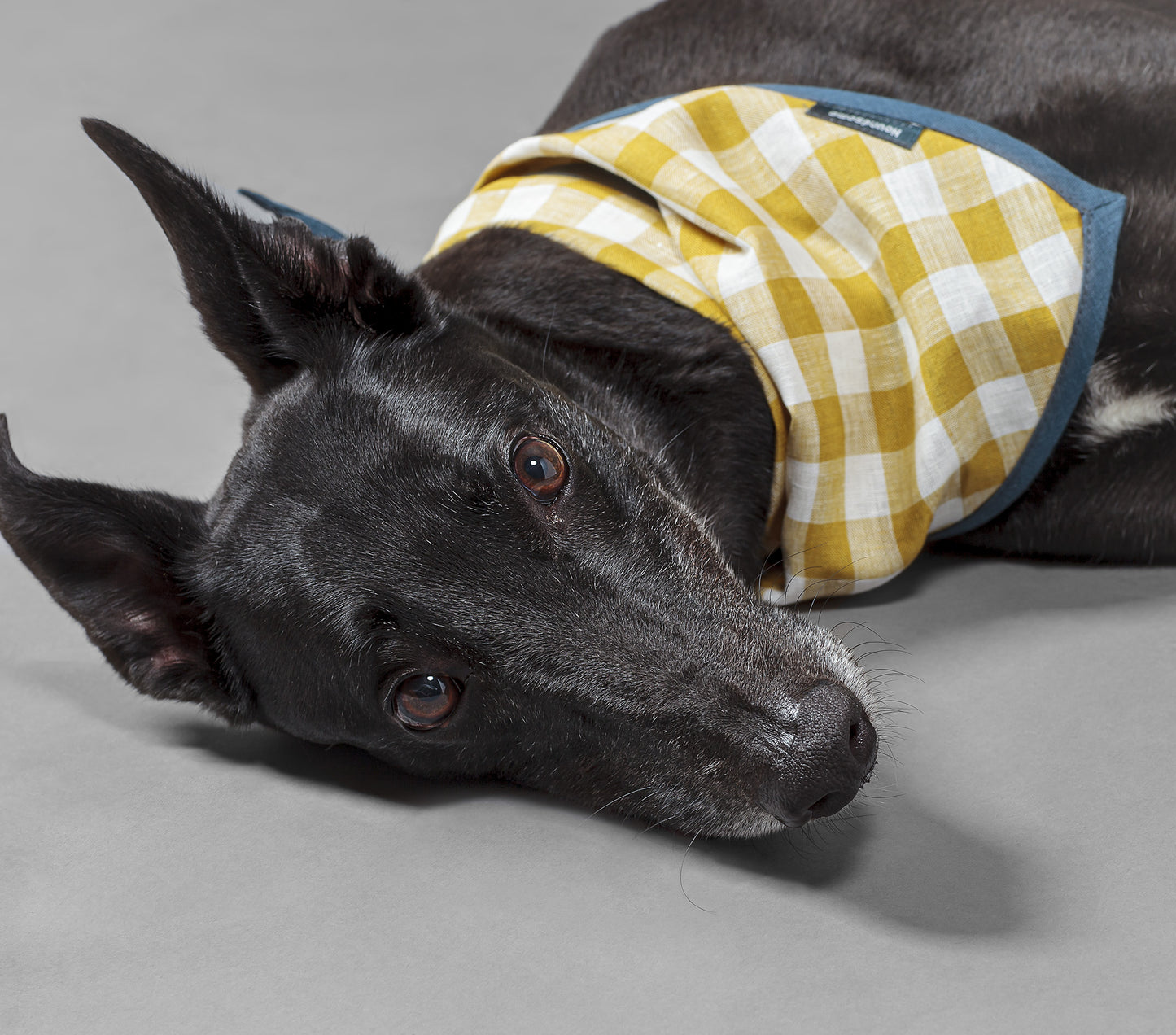 Dog Cravat Citrine Gingham Teal