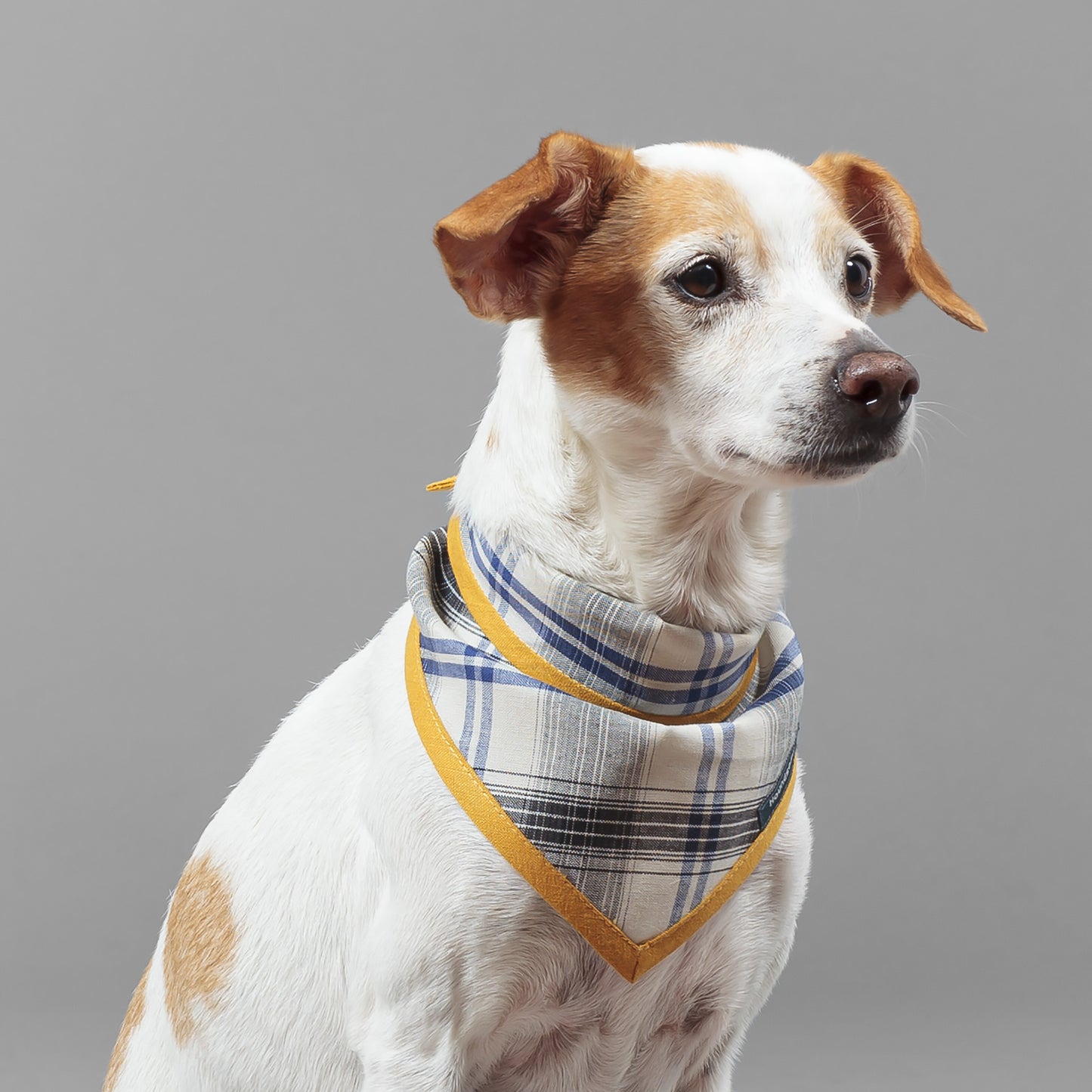 Dog Cravat Plaid Mustard
