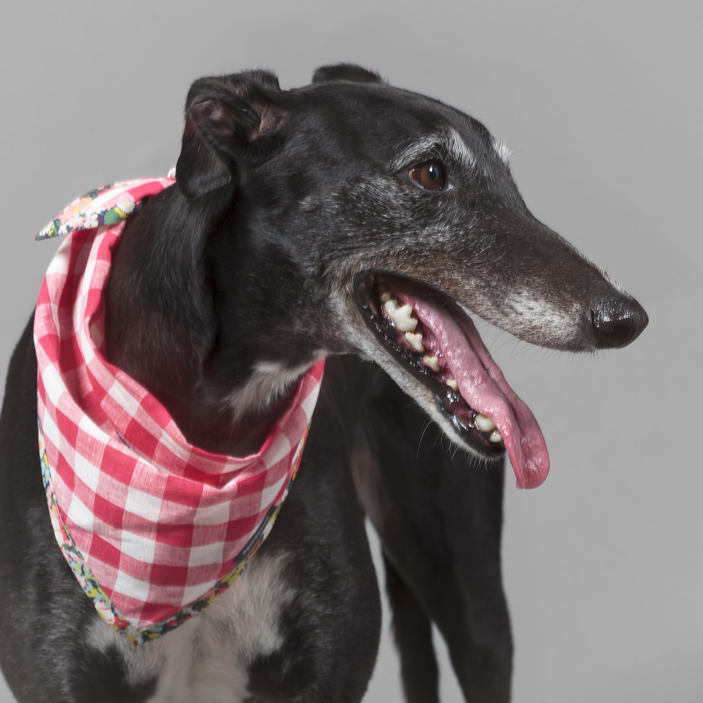 Dog Cravat Red Gingham Flora