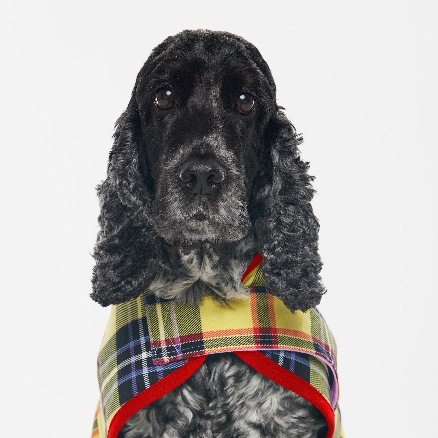 Dog Jacket Tartan Yellow