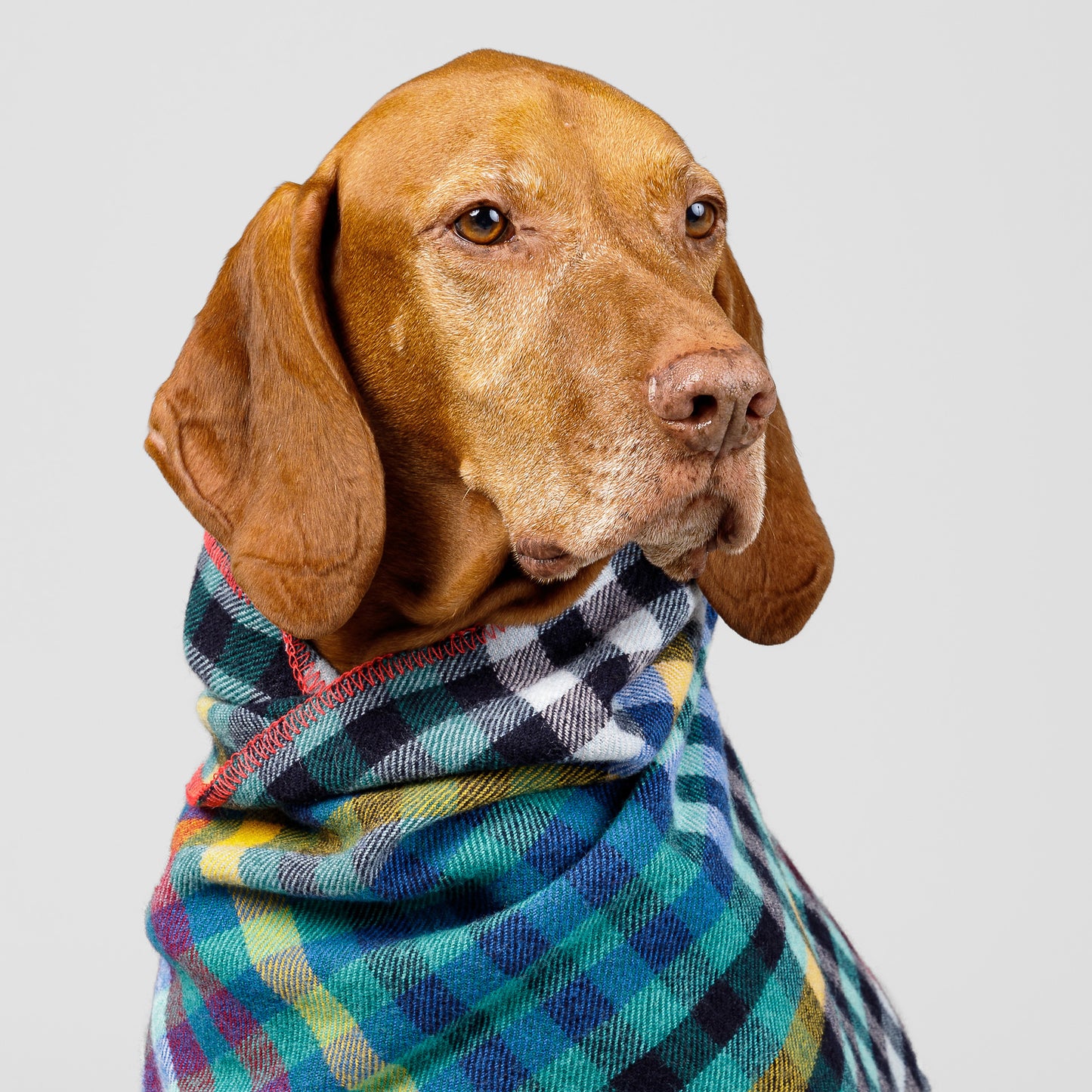 Dog Blanket Banksia