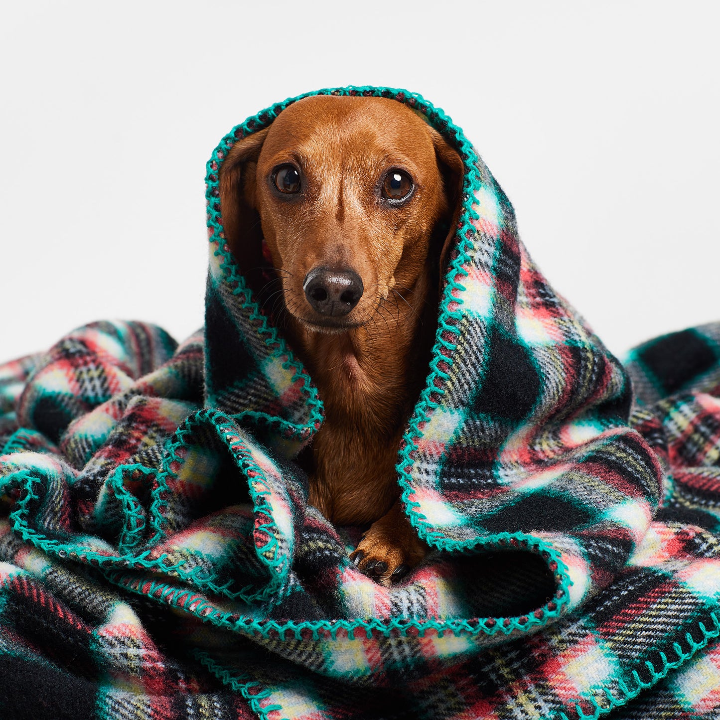 Dog Blanket Black Cockatoo