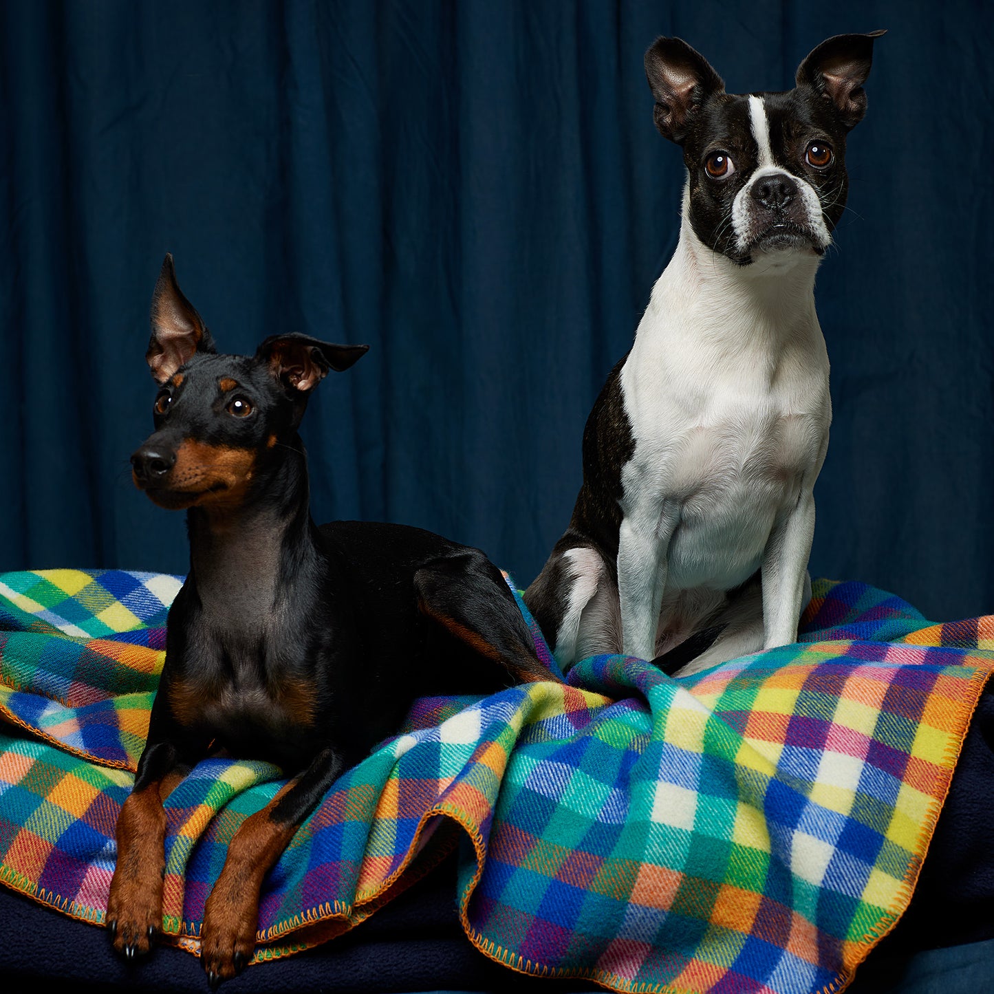 Dog Blanket Eucalypt