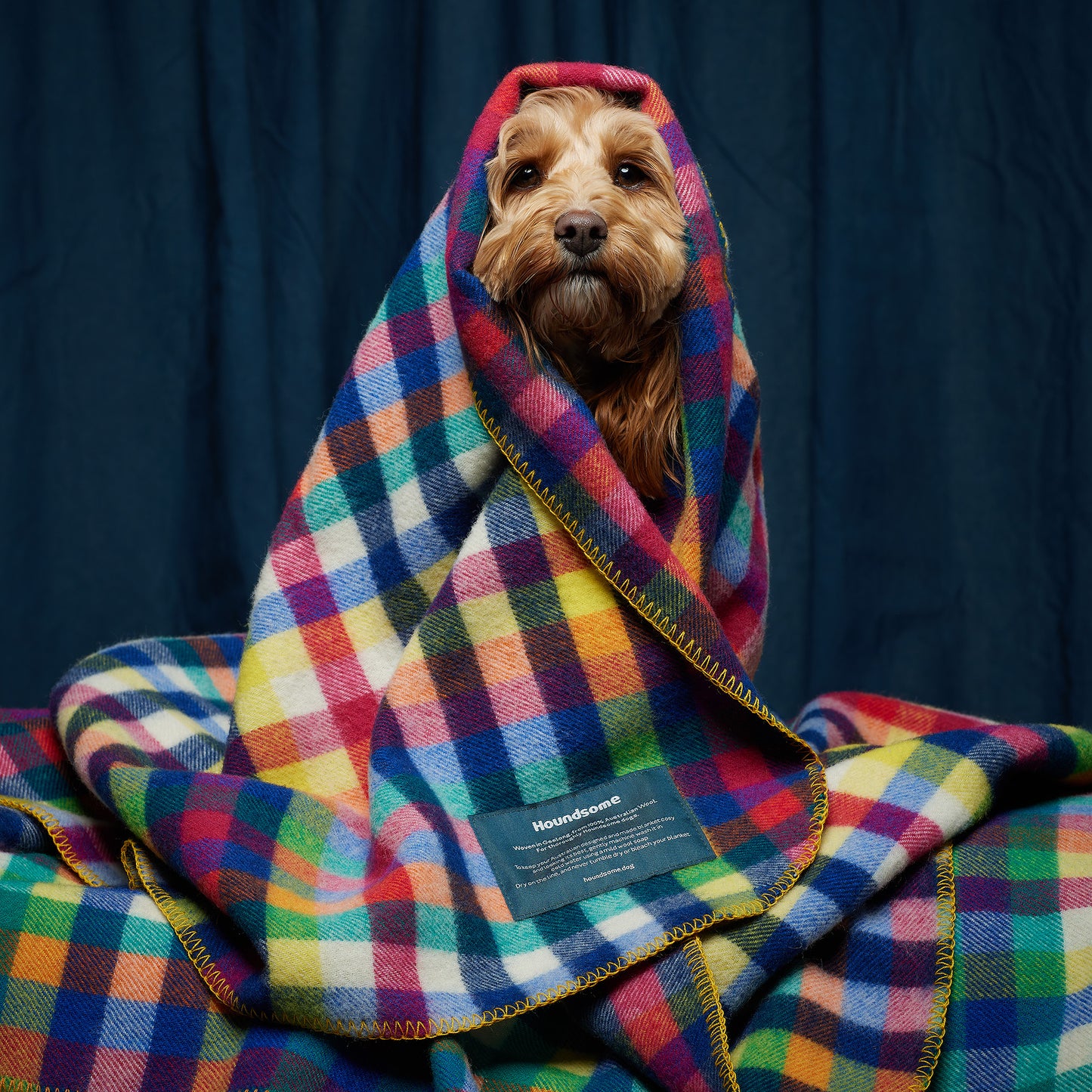 Dog Blanket Grevillea
