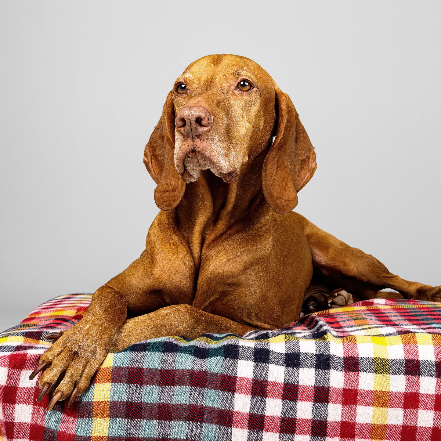Dog Blanket Lilly Pilly