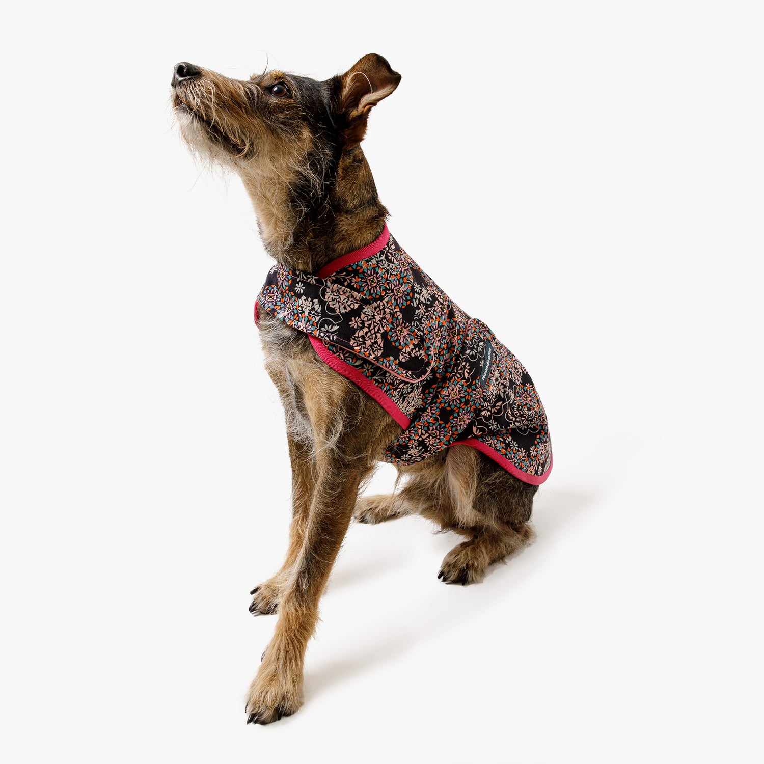 Black terrier dog in a printed denim jacket