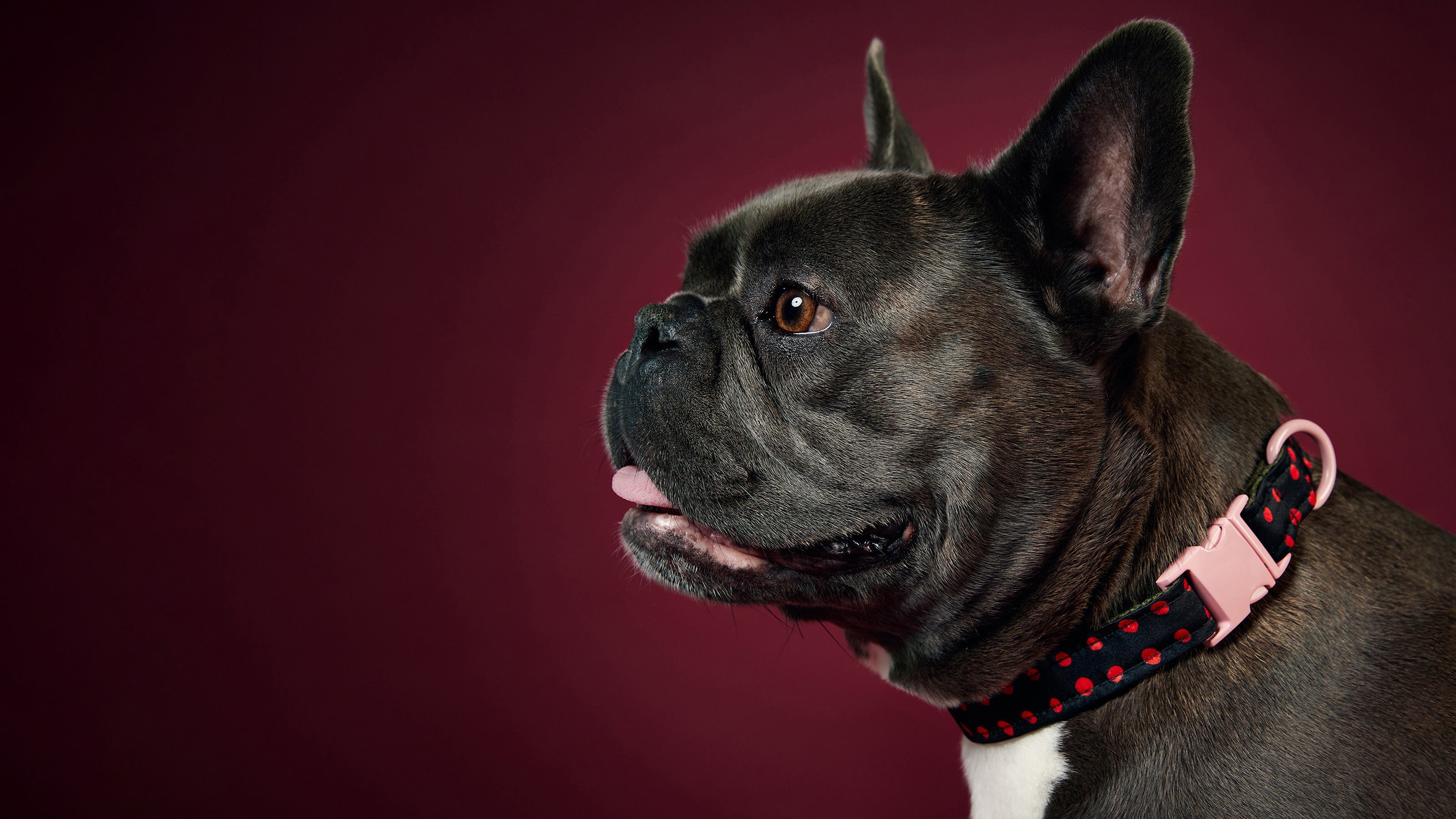 Birdie Collar Gift Options