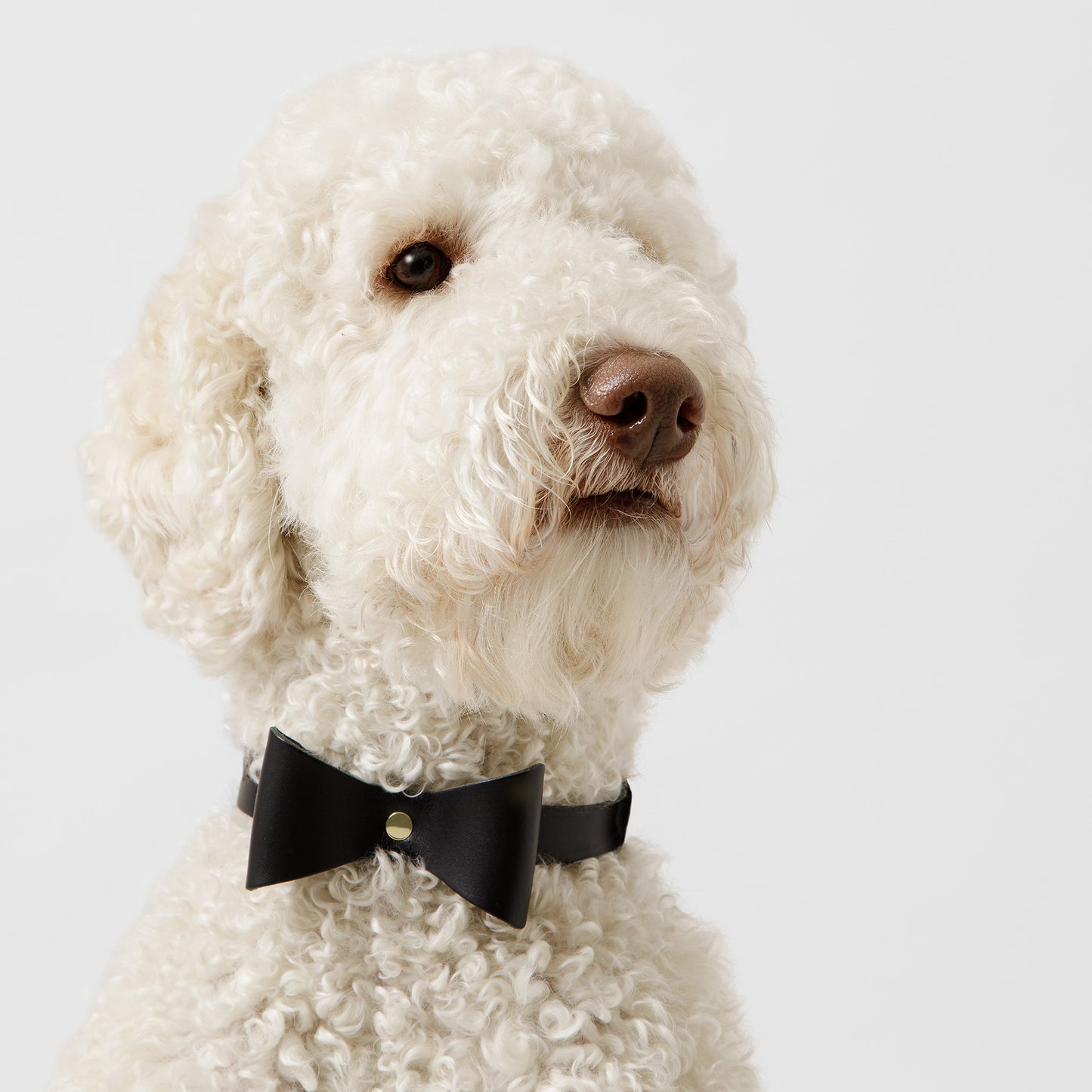 Dog Collar Brocky Bow Black