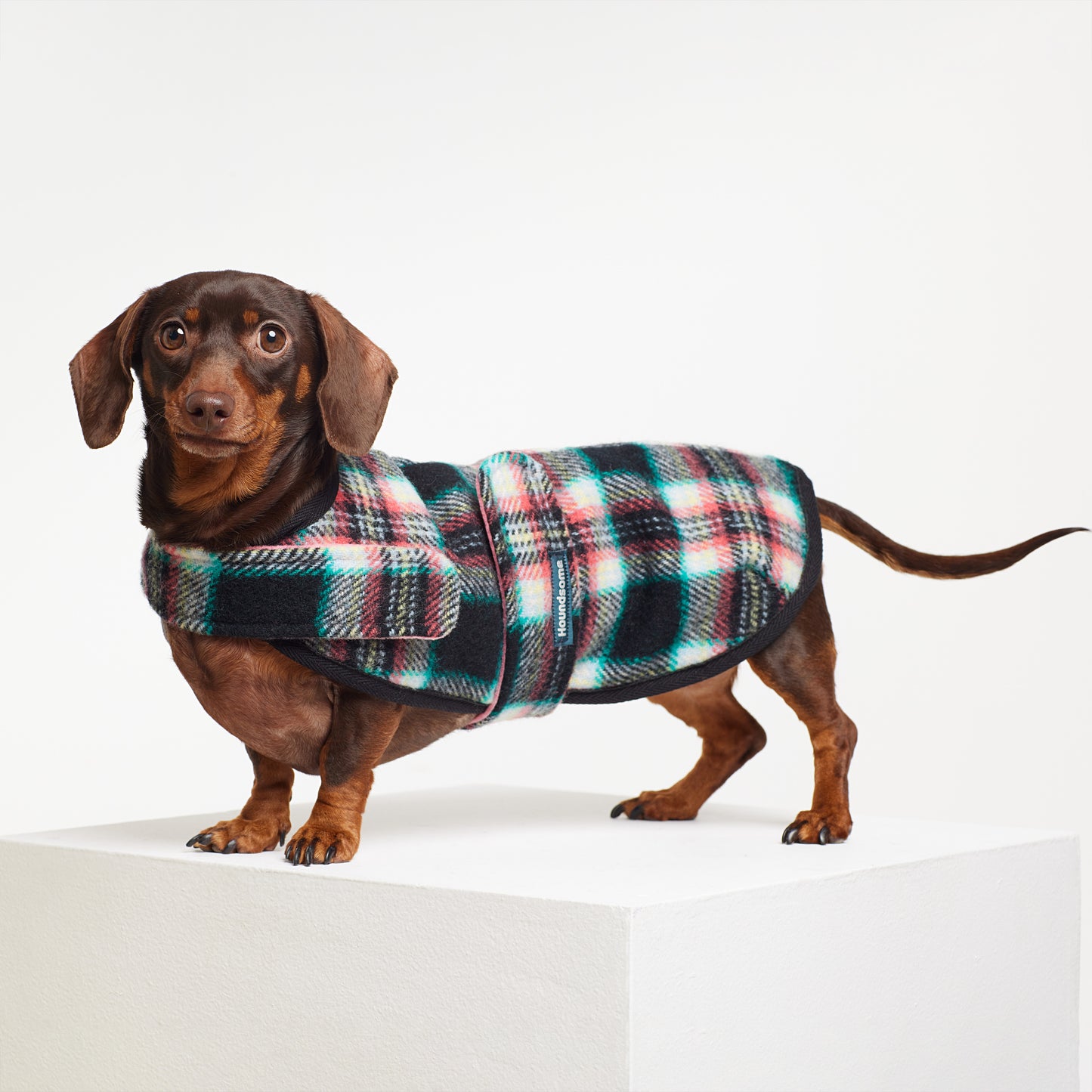 Dachshund Dog Coat Black Cockatoo Coral