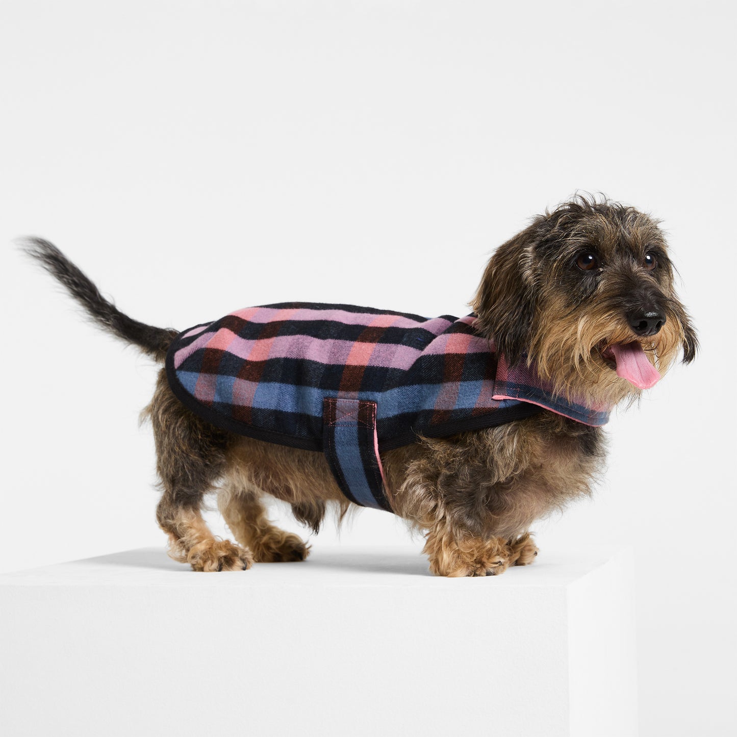 Dachshund Dog Coat Galah