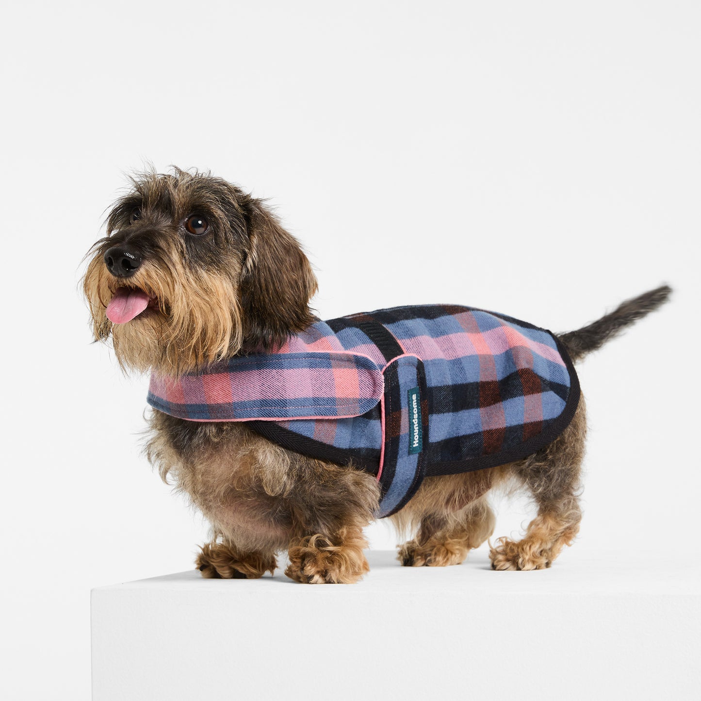 Dachshund Dog Coat Galah